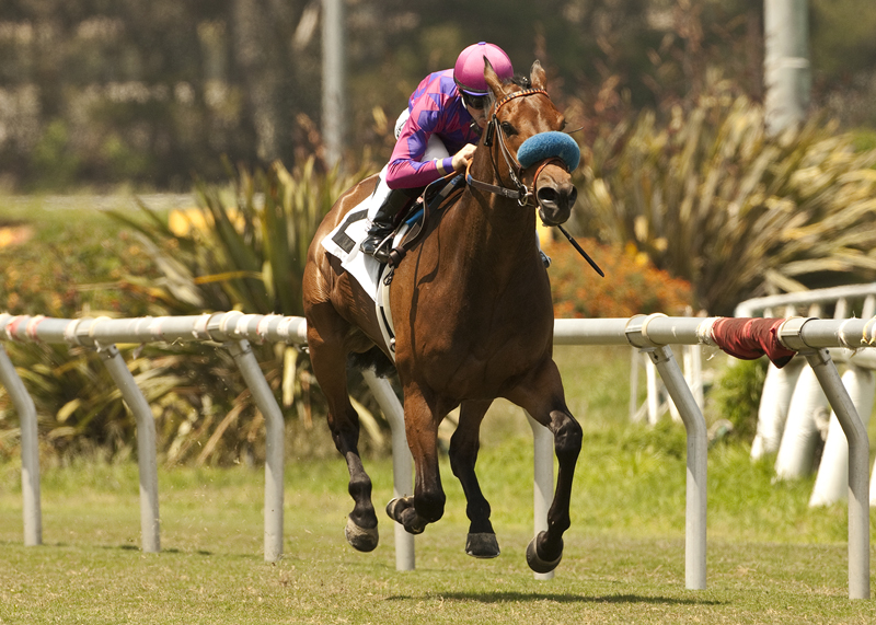Obviously/American Handicap