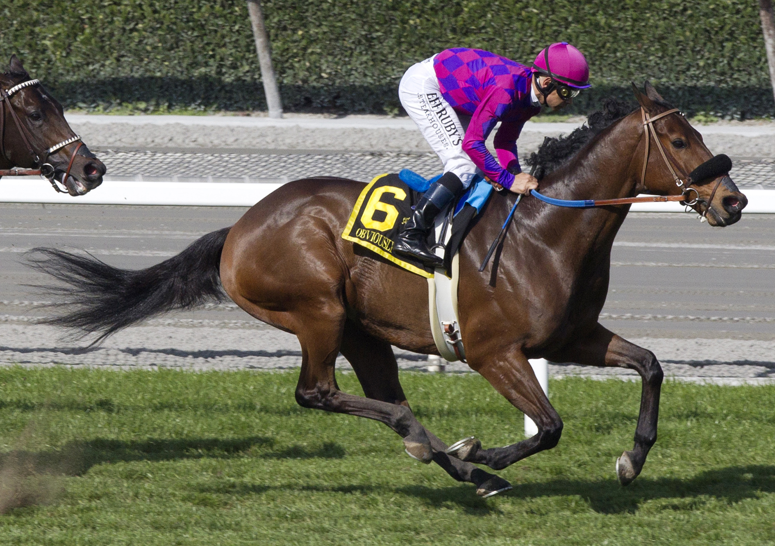 Obviously finishes second in the Arcadia Stakes