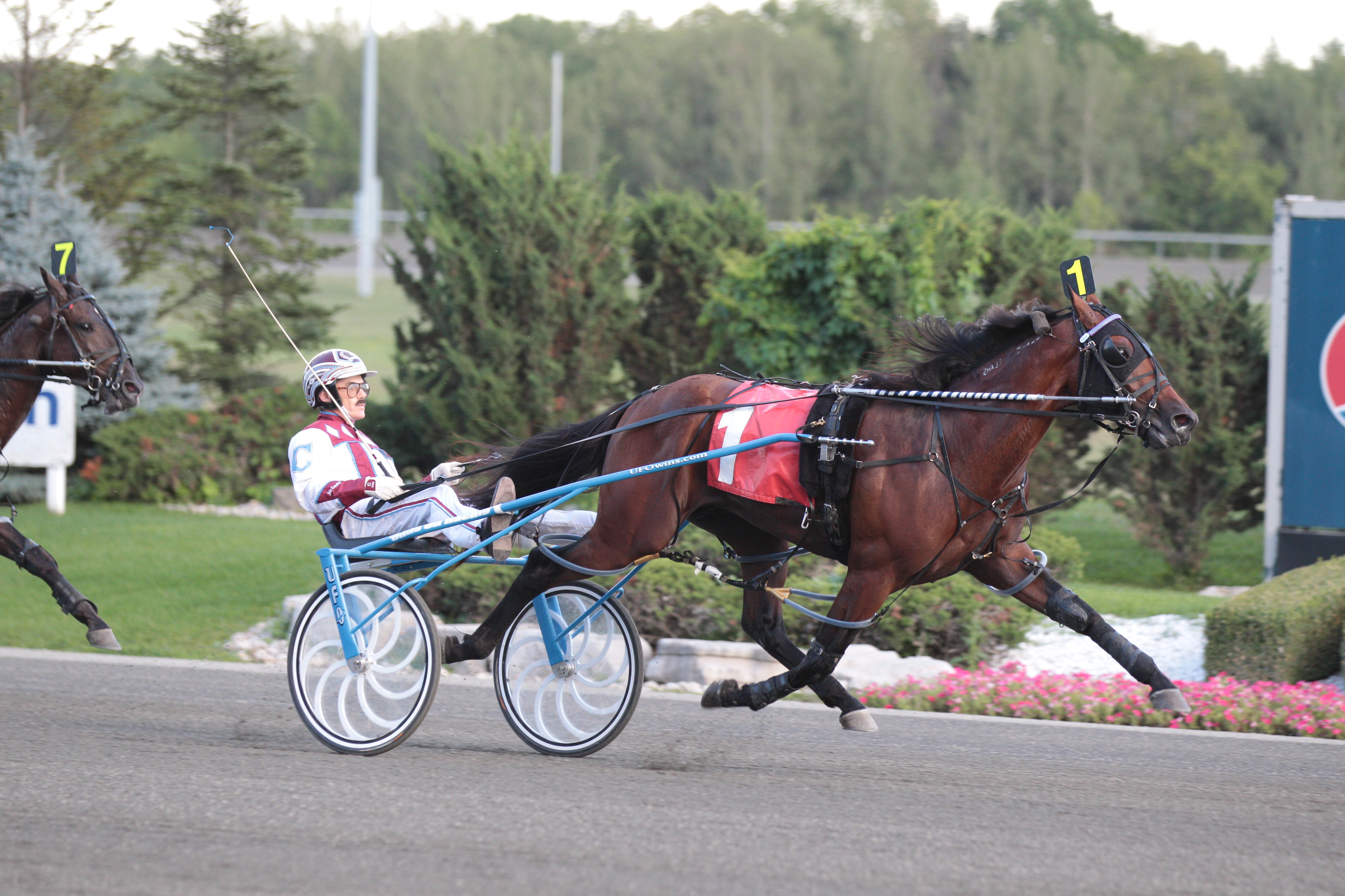 Odds On Equuleus