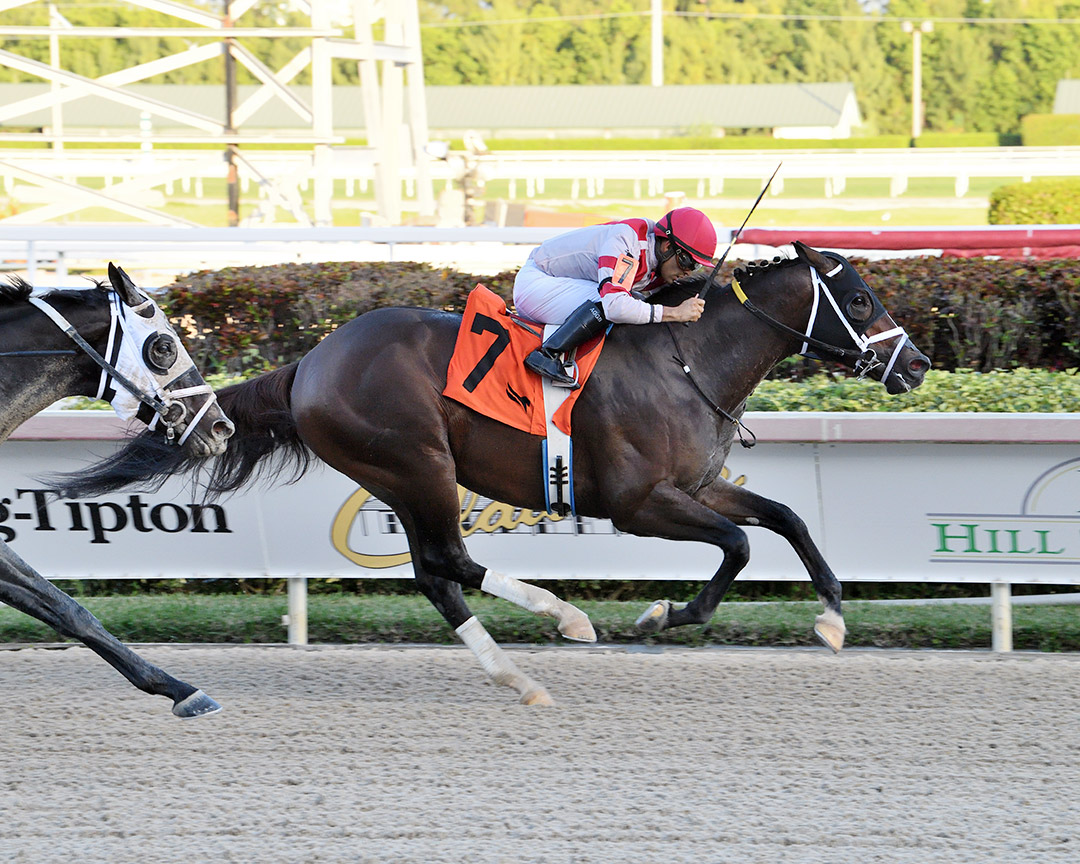 Officiating wins the 2021 Mr. Prospector Stakes at Gulfstream