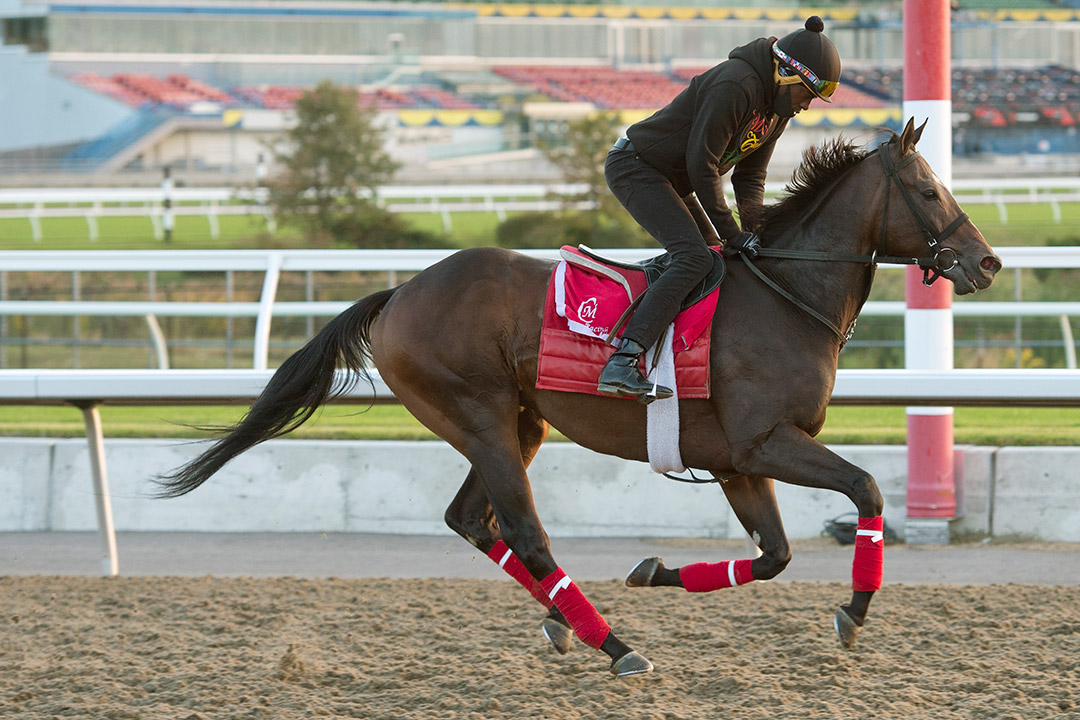 Olympic Runner trains at Woodbine Racetrack on Sept. 17