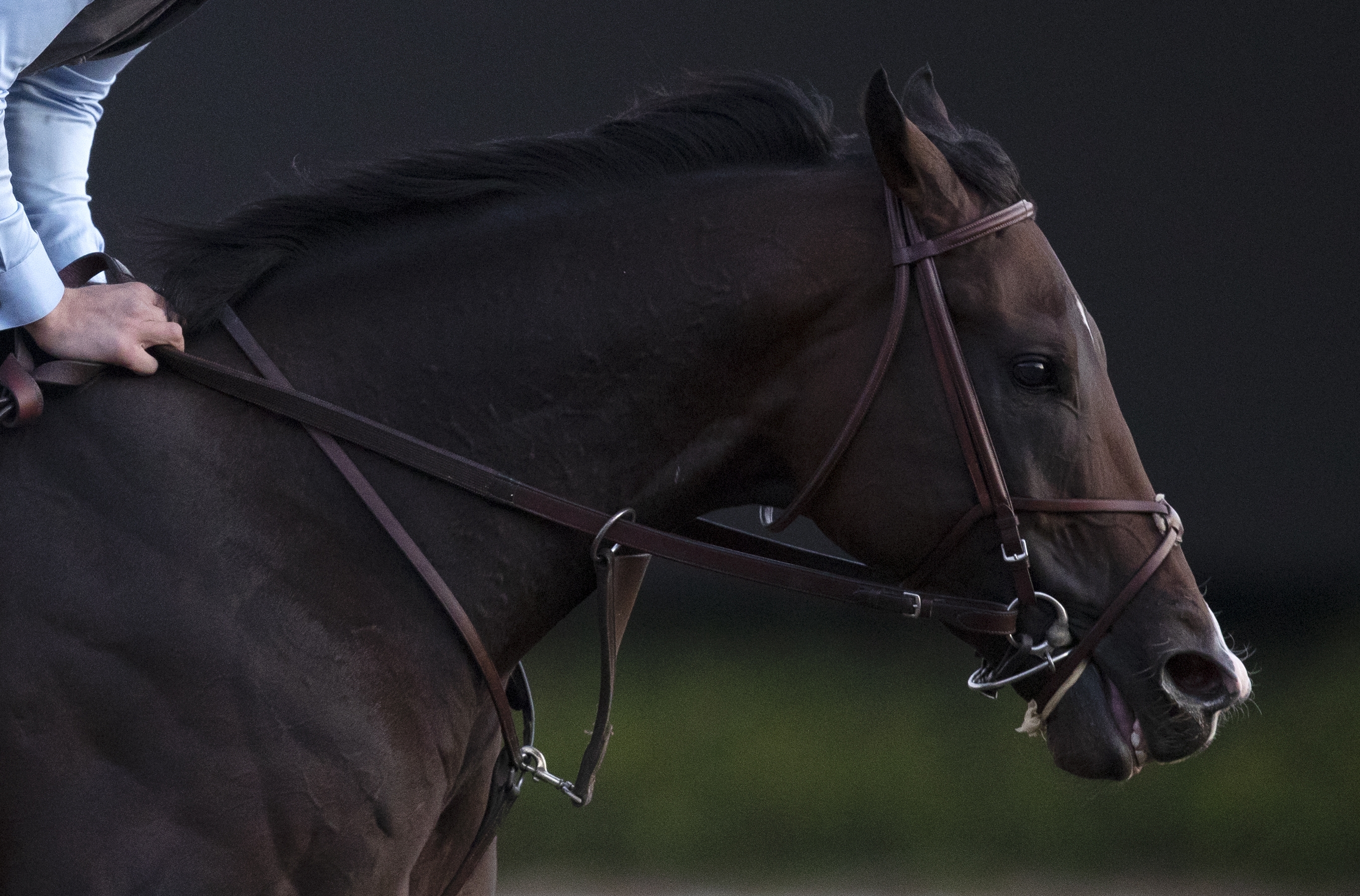 Omaha Beach trains at Santa Anita on 10.27.19