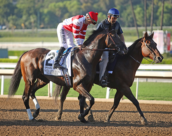 Omaha Beach in the post parade for the Santa Anita Sprint Championship at Santa Anita Park