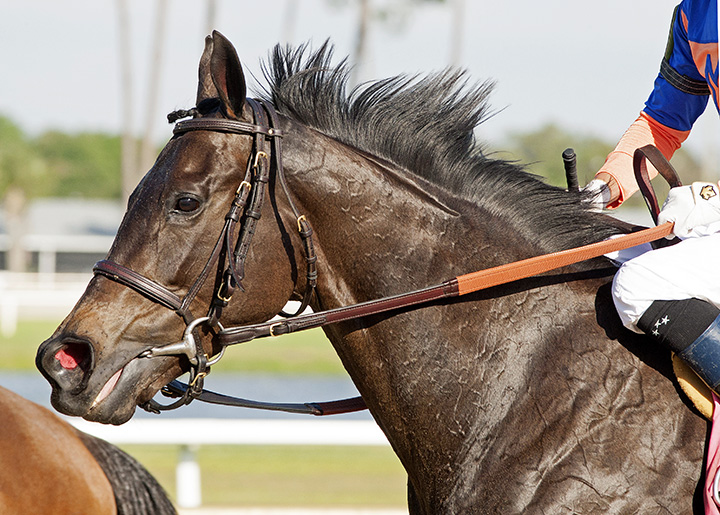 Onthemoonagain at Tampa Bay Downs in March 2019