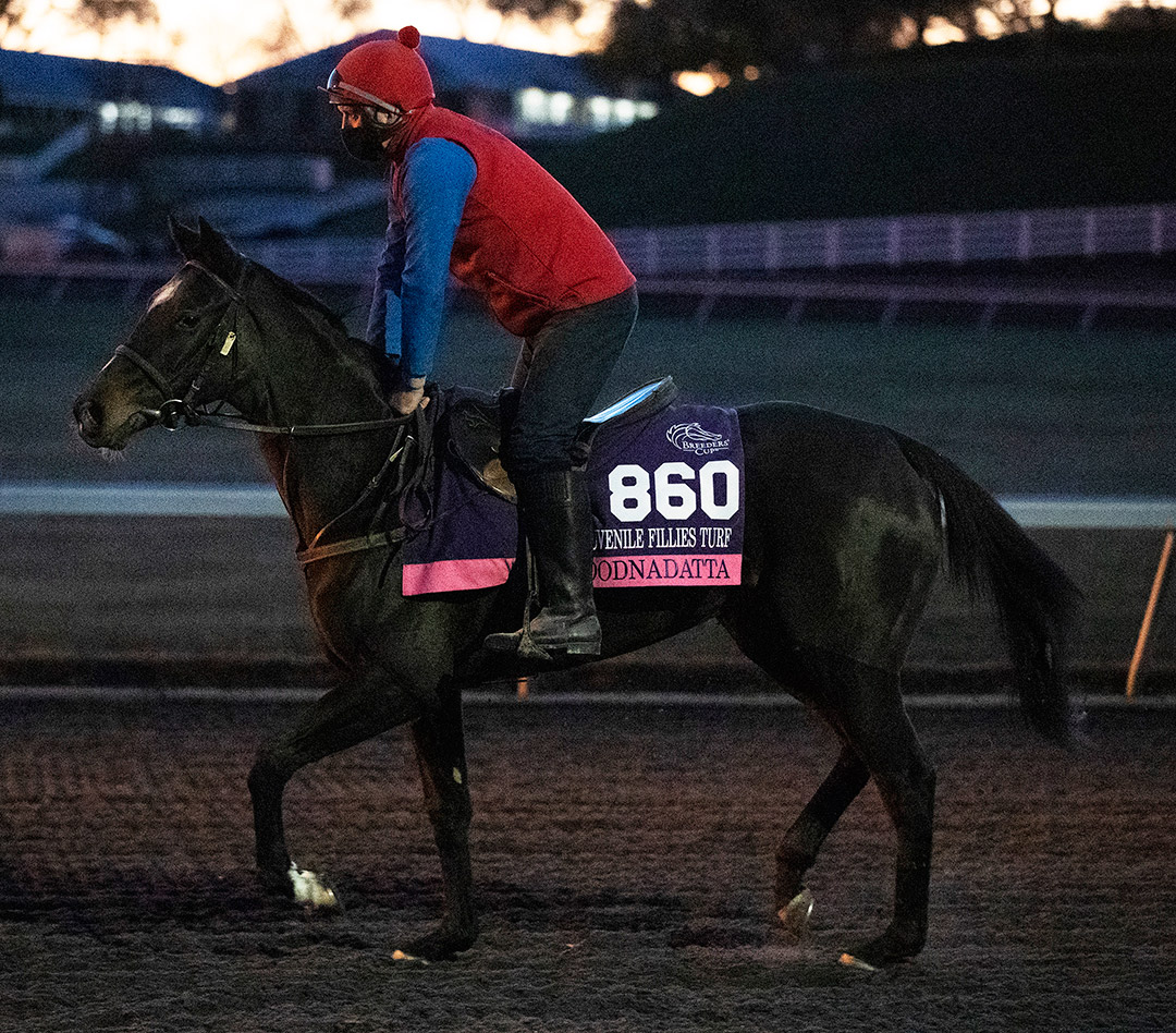 Oodnadatta at Keeneland Racecourse on Nov. 2