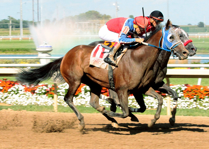 Operation Stevie wins the 2018 William Henry Harrison Stakes