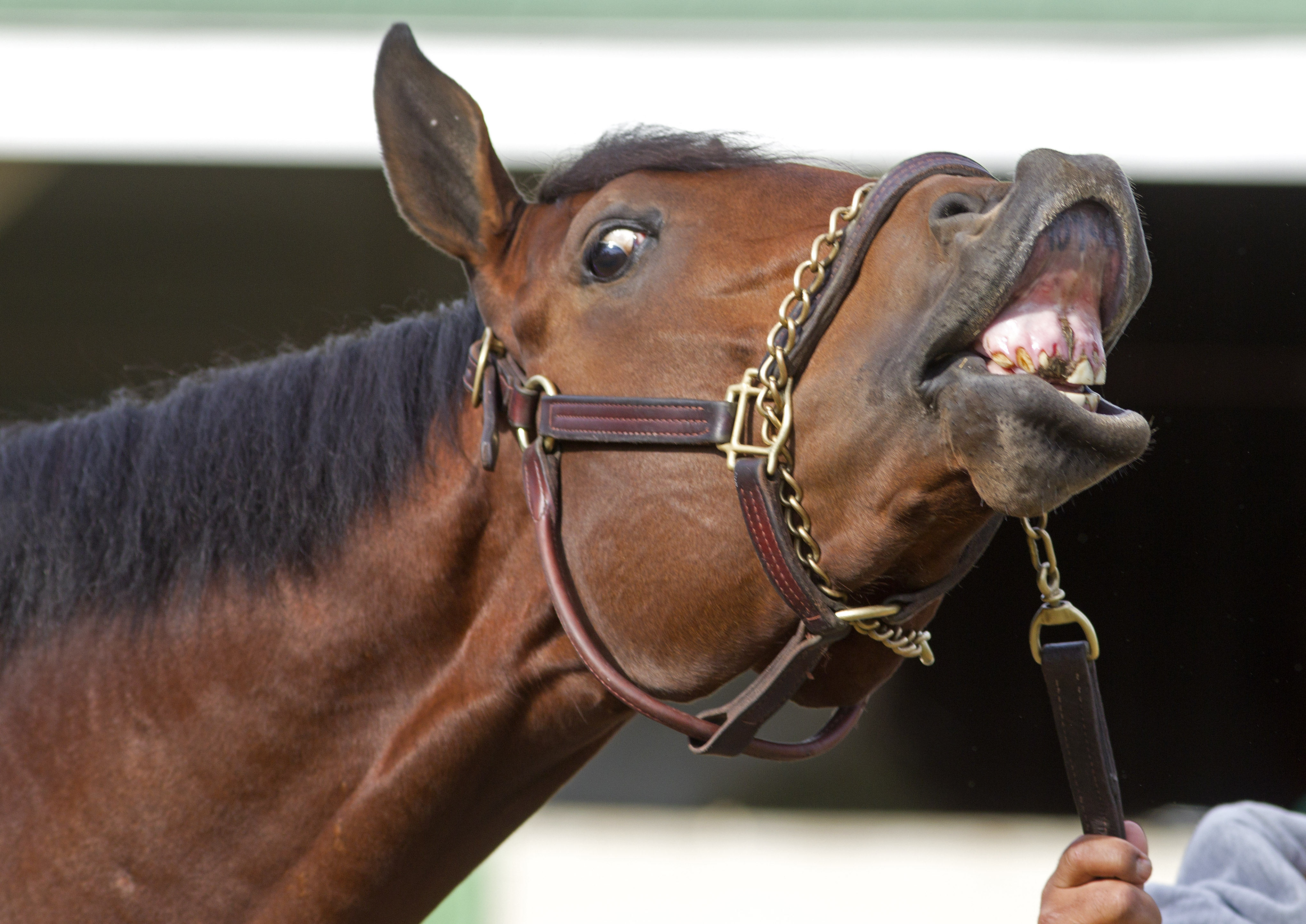 Optimizer