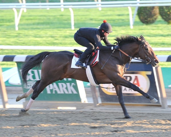Orb, May 13, 2013 at Belmont