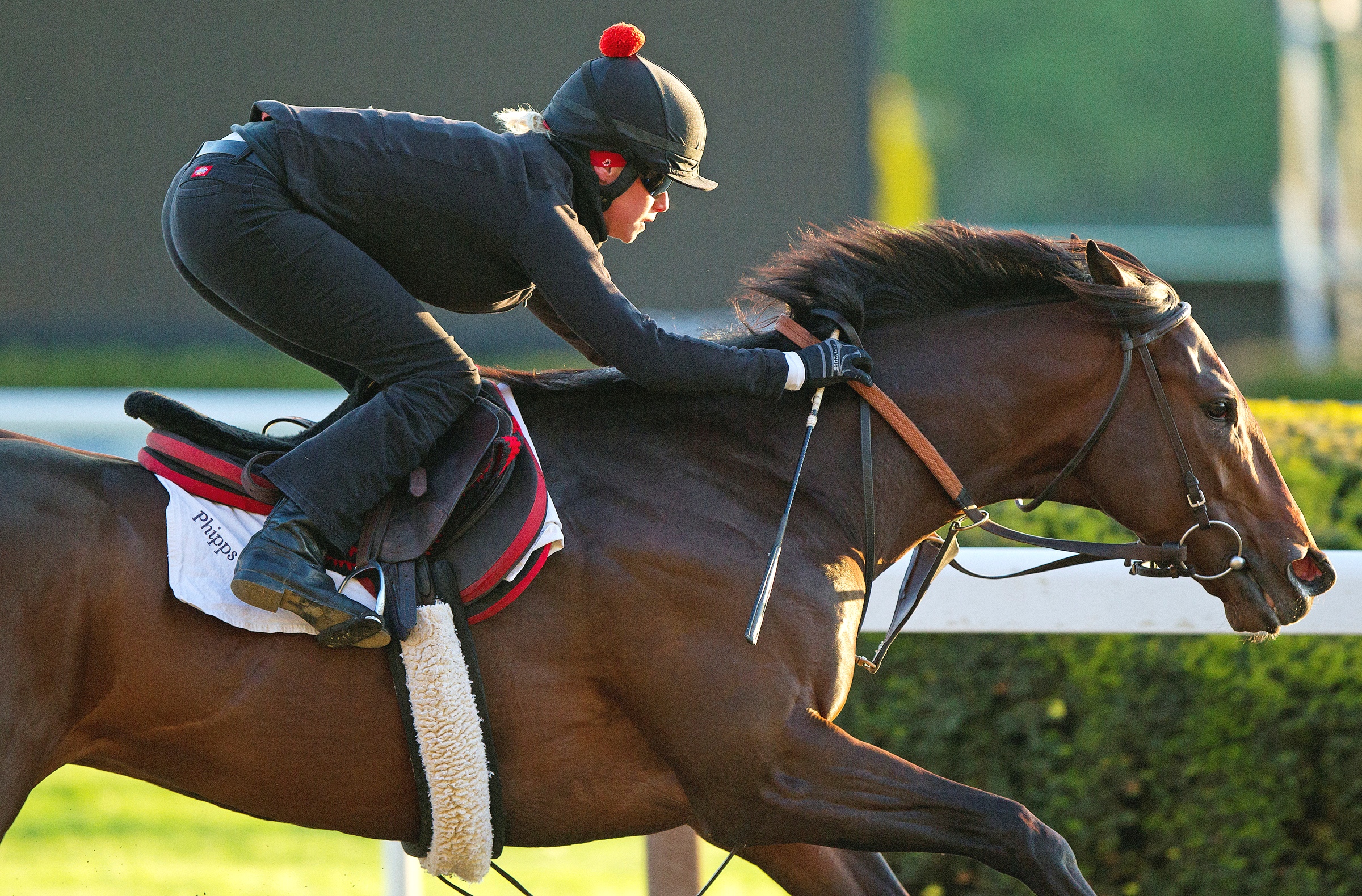 Orb workout, May 13, 2013 at Belmont Park