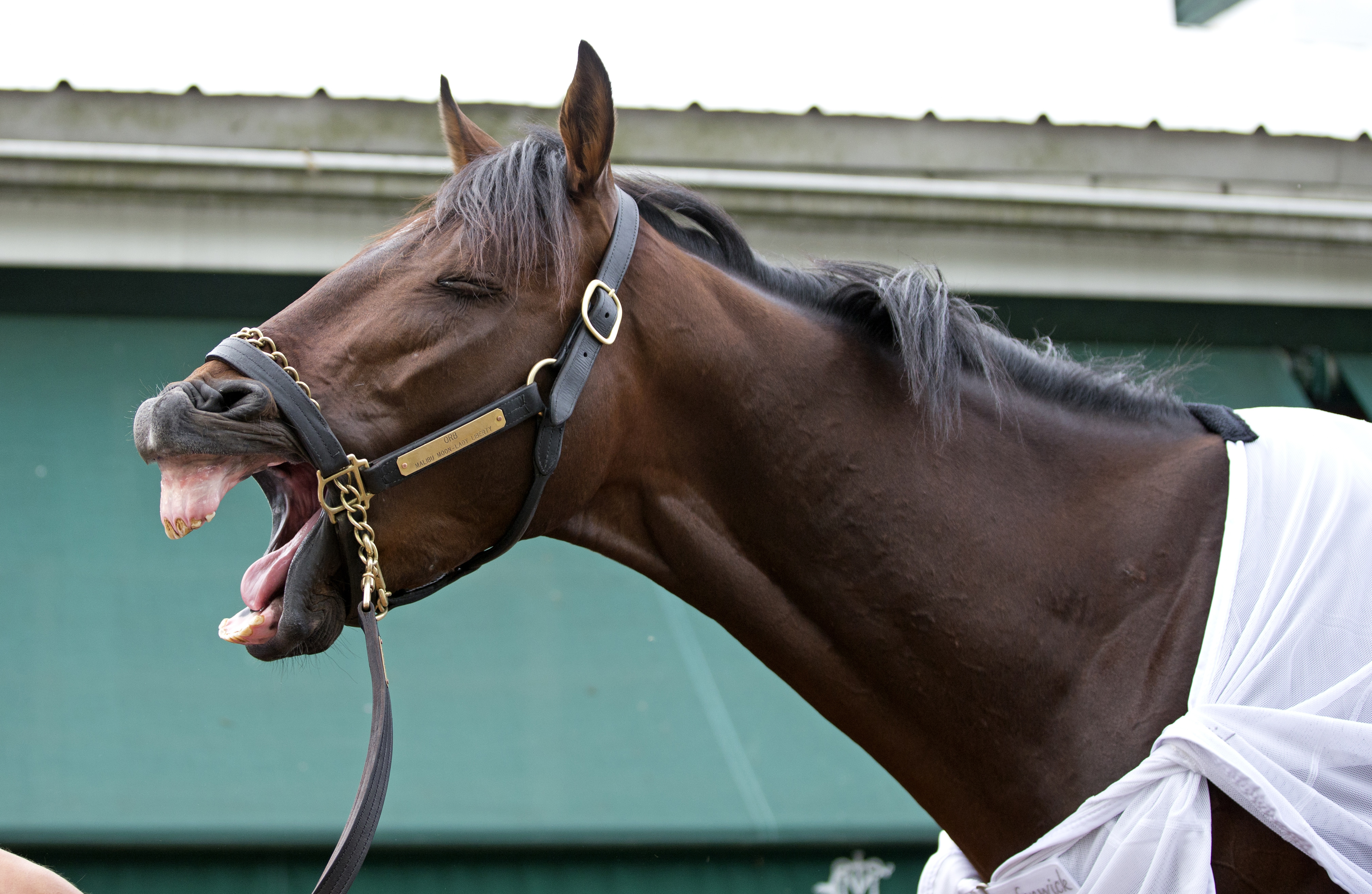 Preakness Stakes: Orb out for light exercise on morning of Triple Crown's second leg