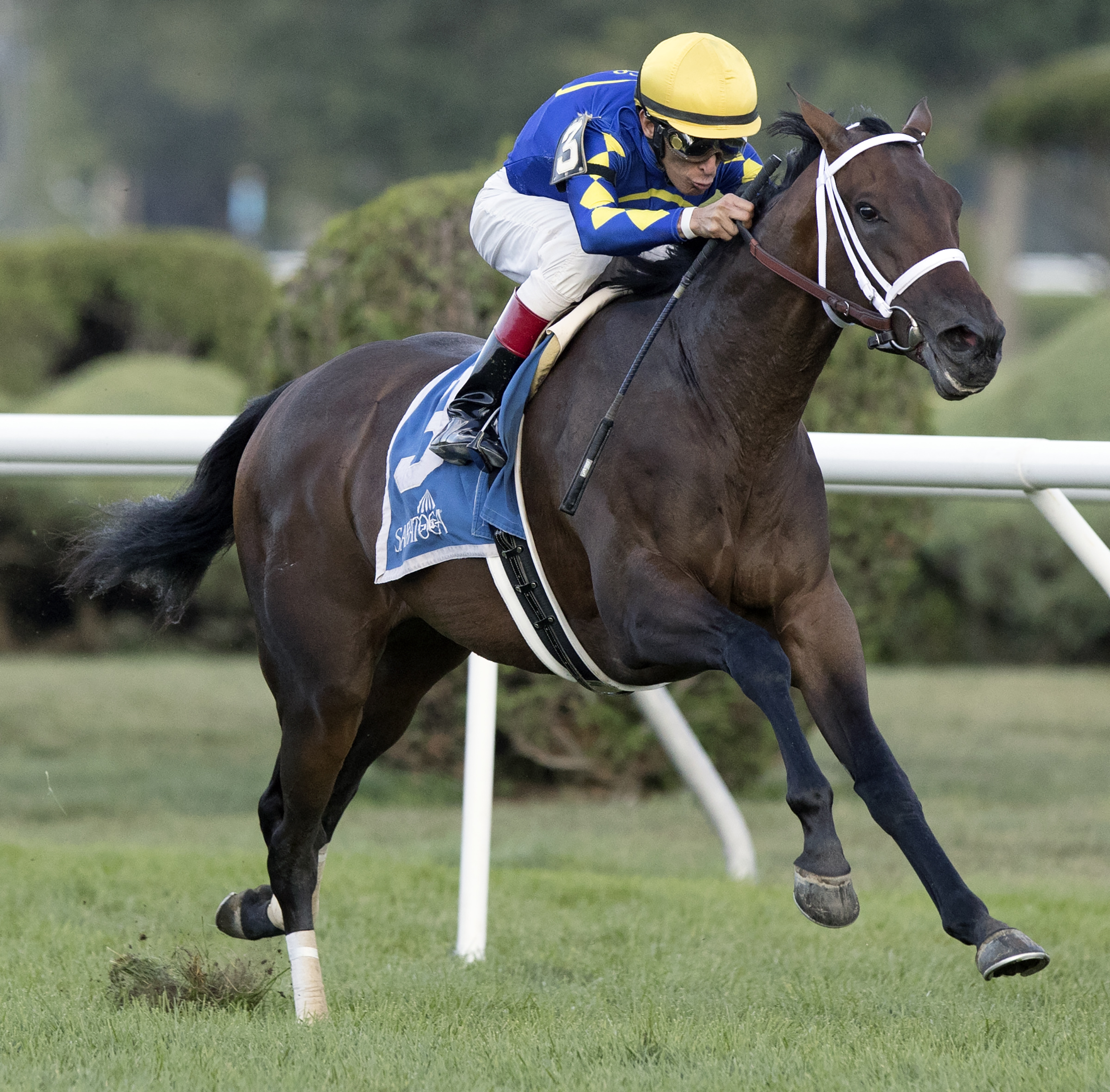 Orbolution wins the P.G. Johnson Stakes at Saratoga 8.31.17