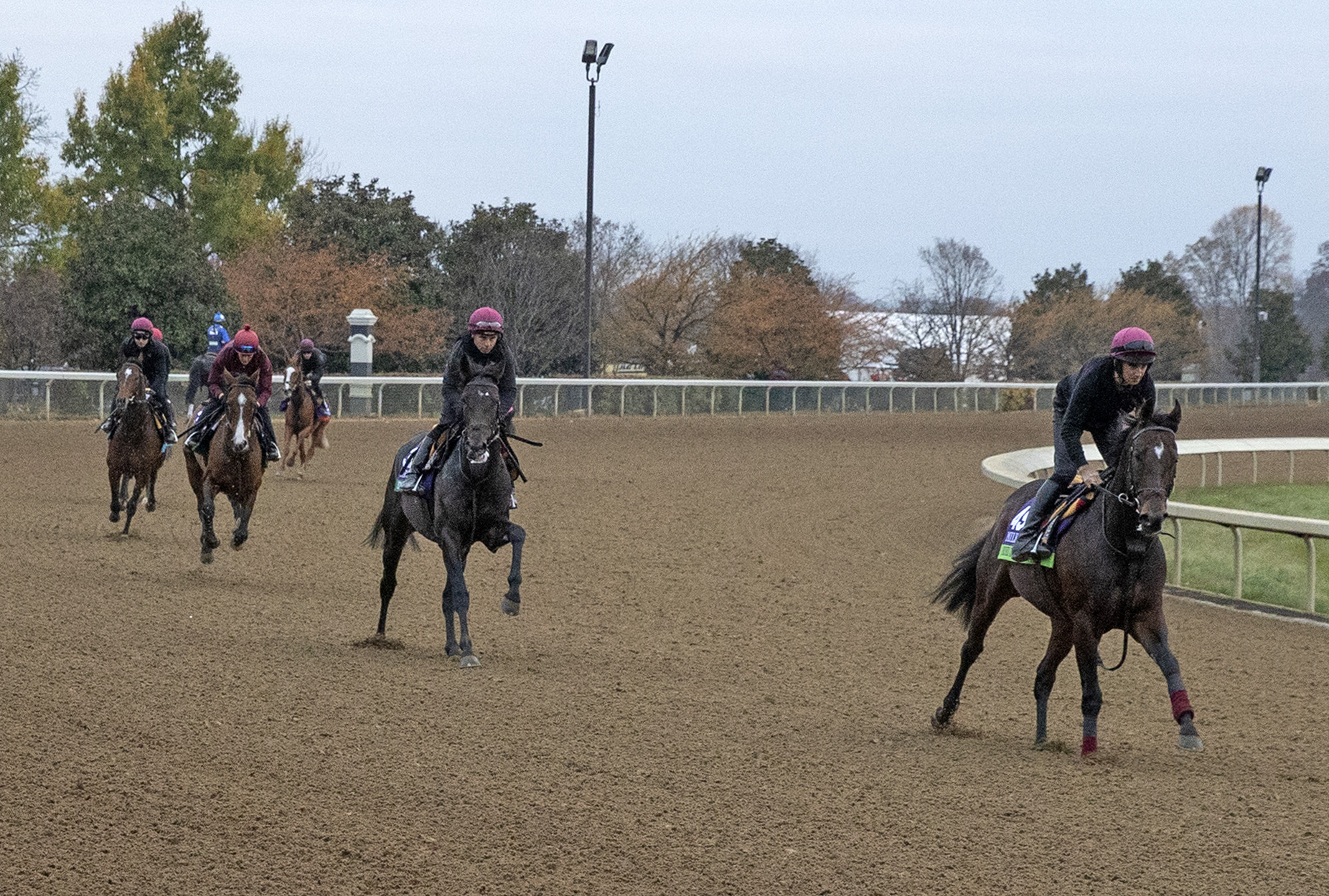 Coolmore BC horses