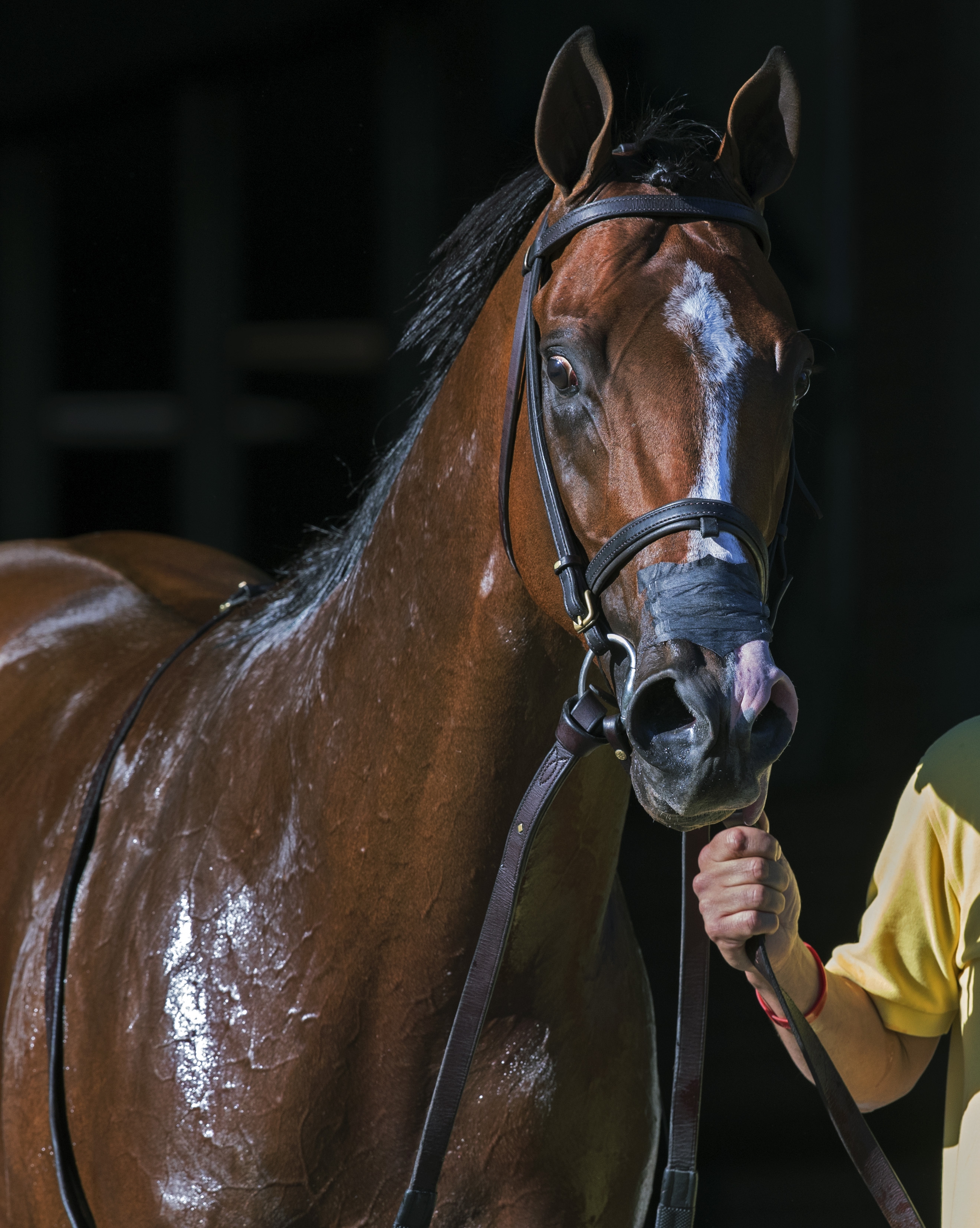 Oscar Performance at Belmont Park on June 3, 2017.