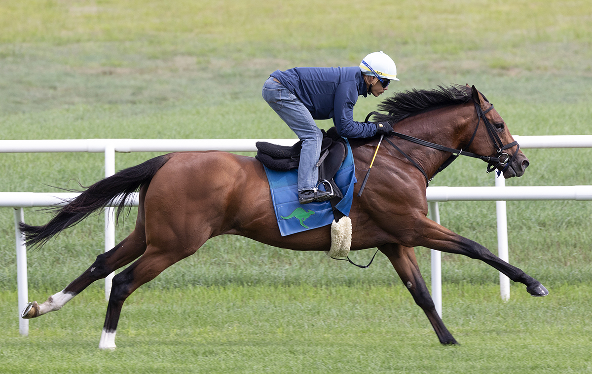 Oscar Performance trains at Saratoga on July 30