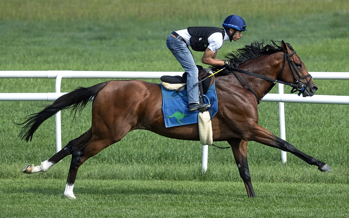Oscar Performance trains at Saratoga on Aug. 27