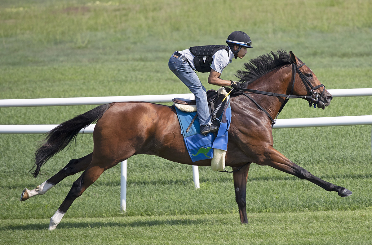Oscar Performance trains at Saratoga on Aug. 6