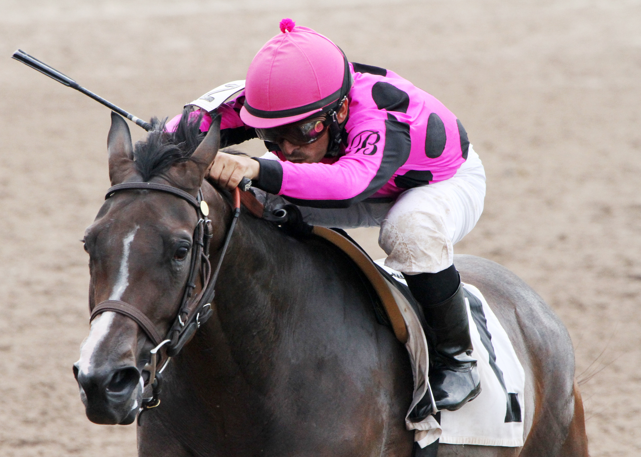 Our Quista wins the 2014 Elge Rasberry Stakes