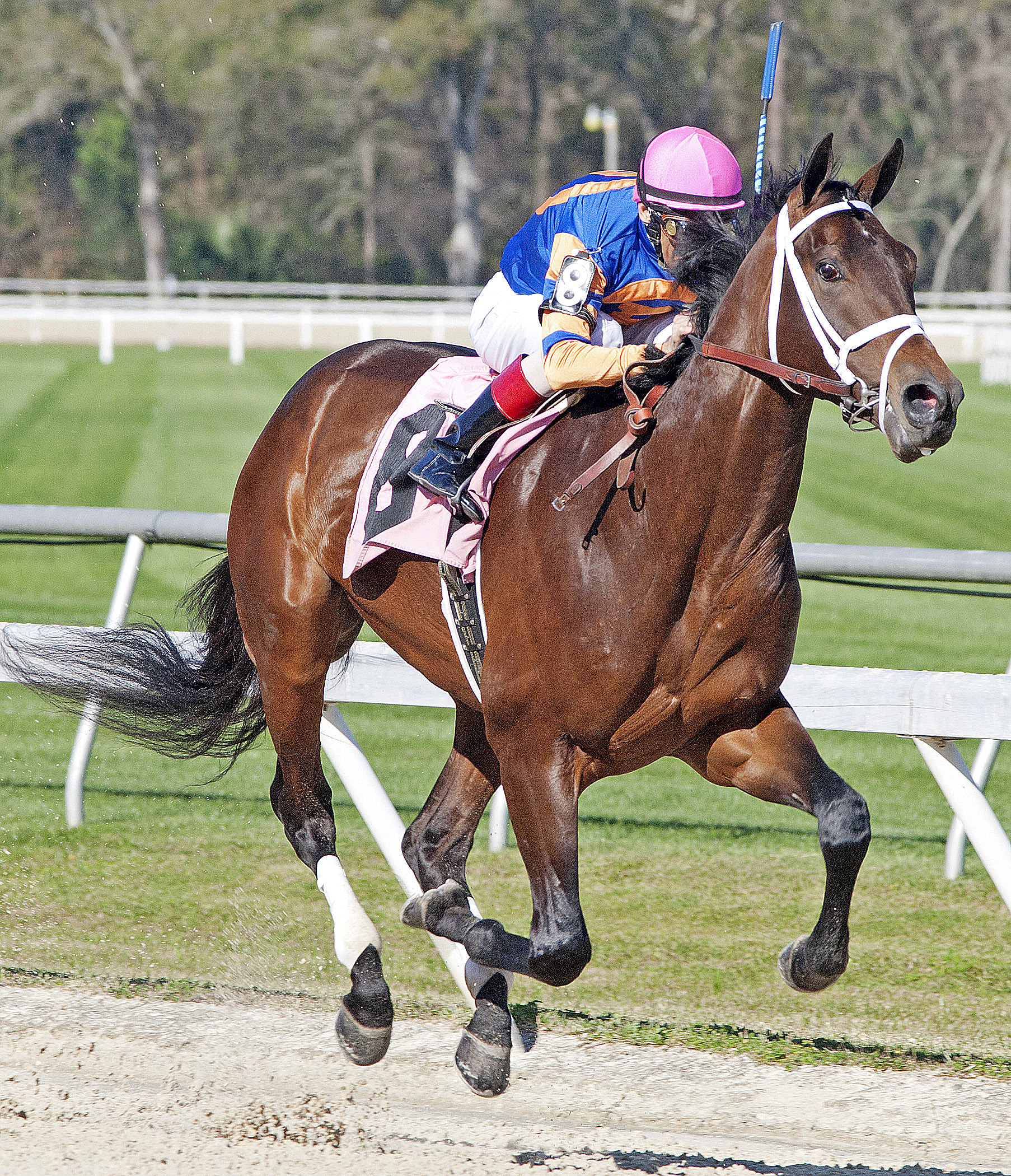Outwork wins an allowance optional claimer
