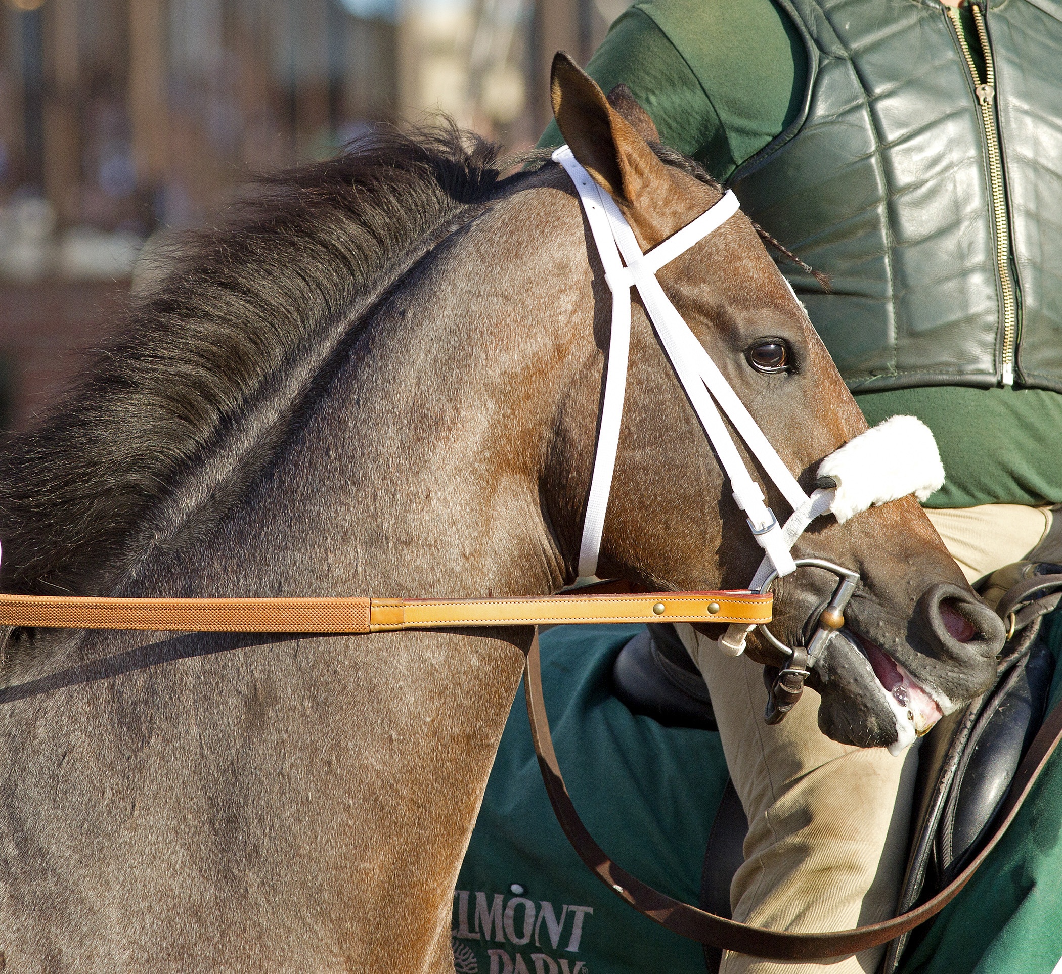 Oxbow, Belmont Stakes Day