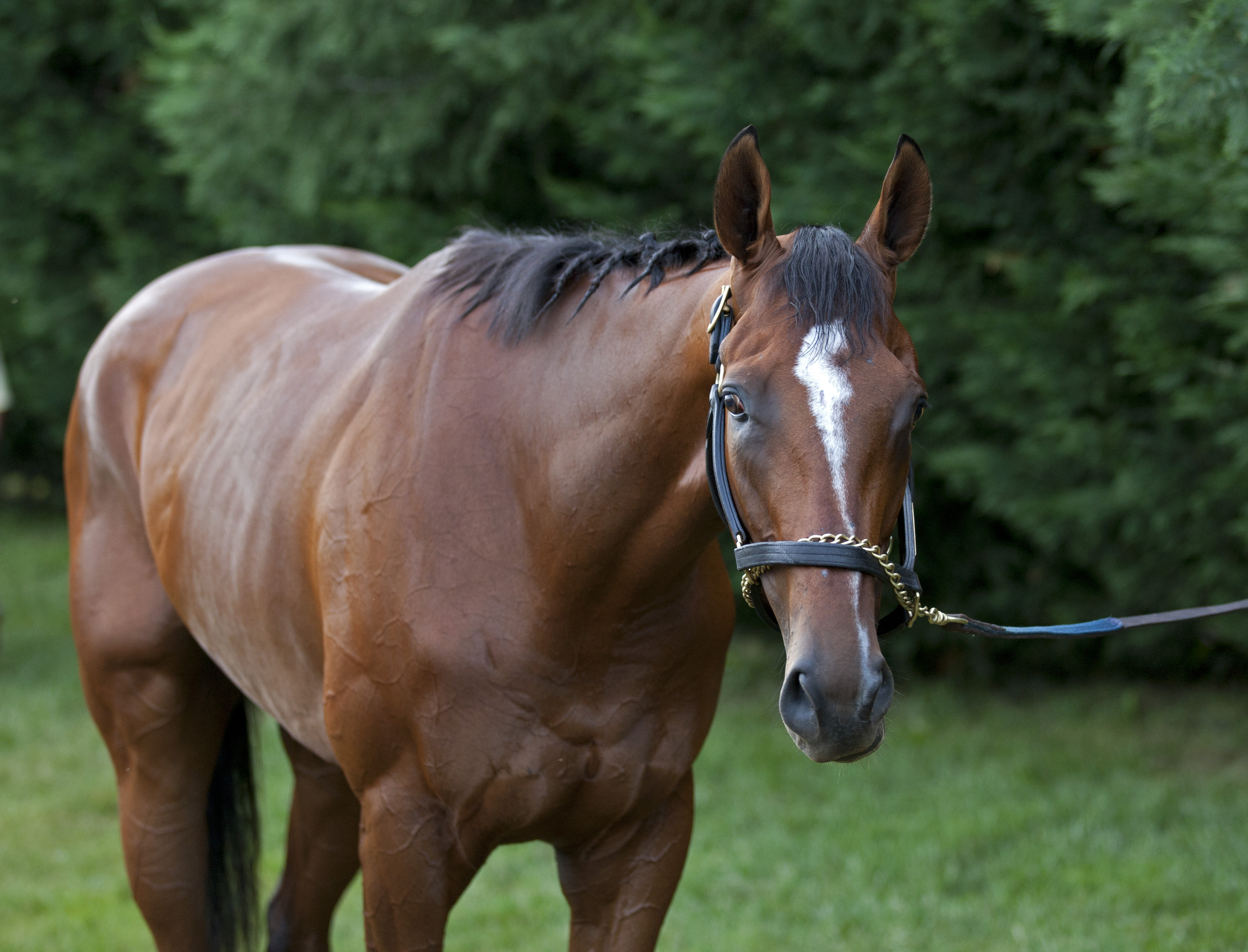 Mucho Macho Man