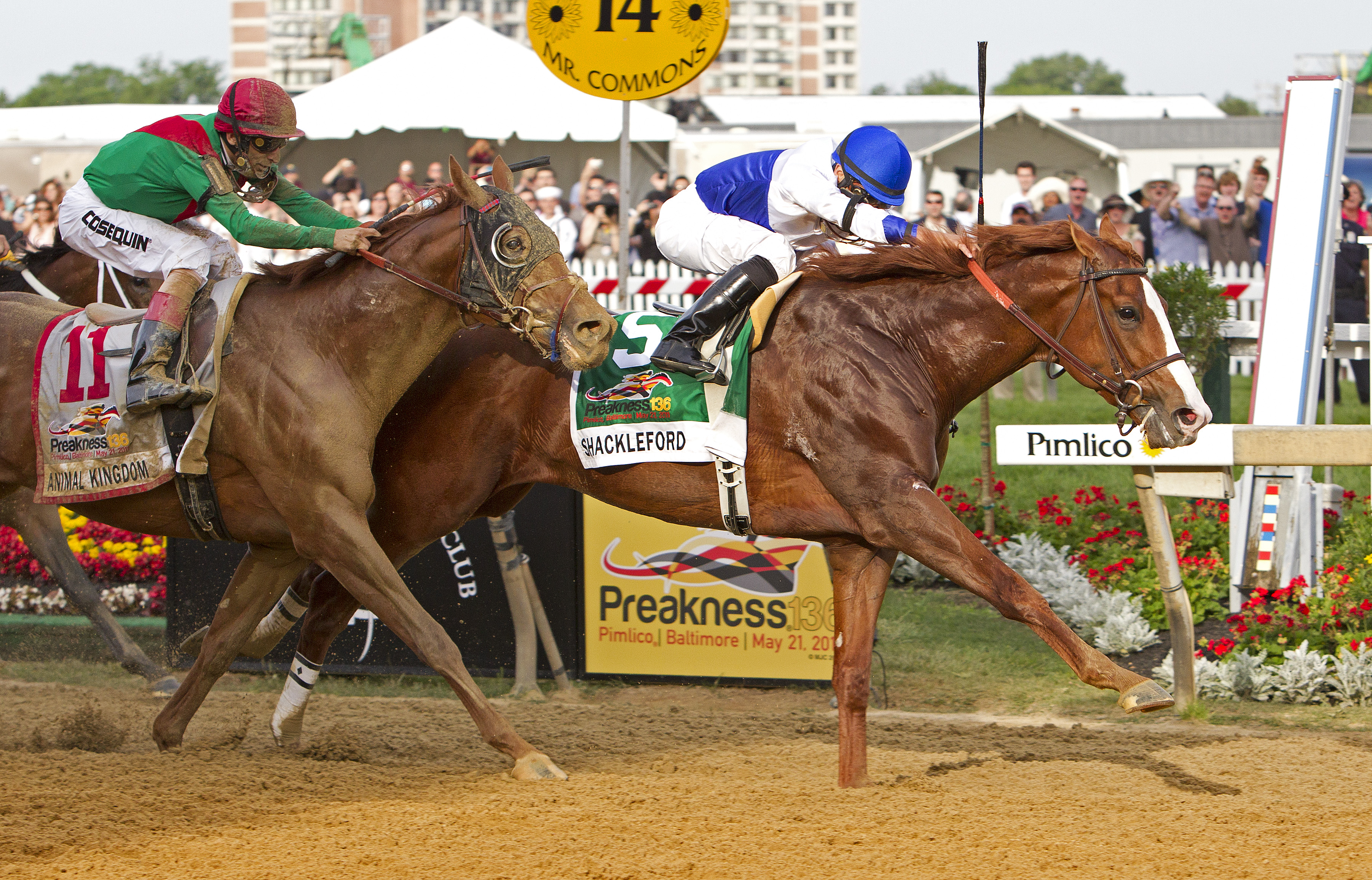 Belmont Stakes: Animal Kingdom gets post 9, Shackleford in 12