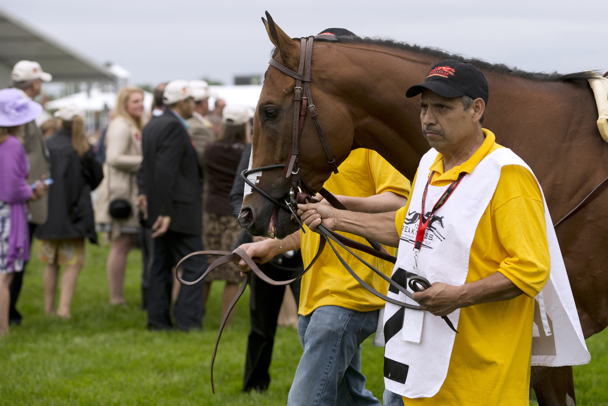 Goldencents, Preakness