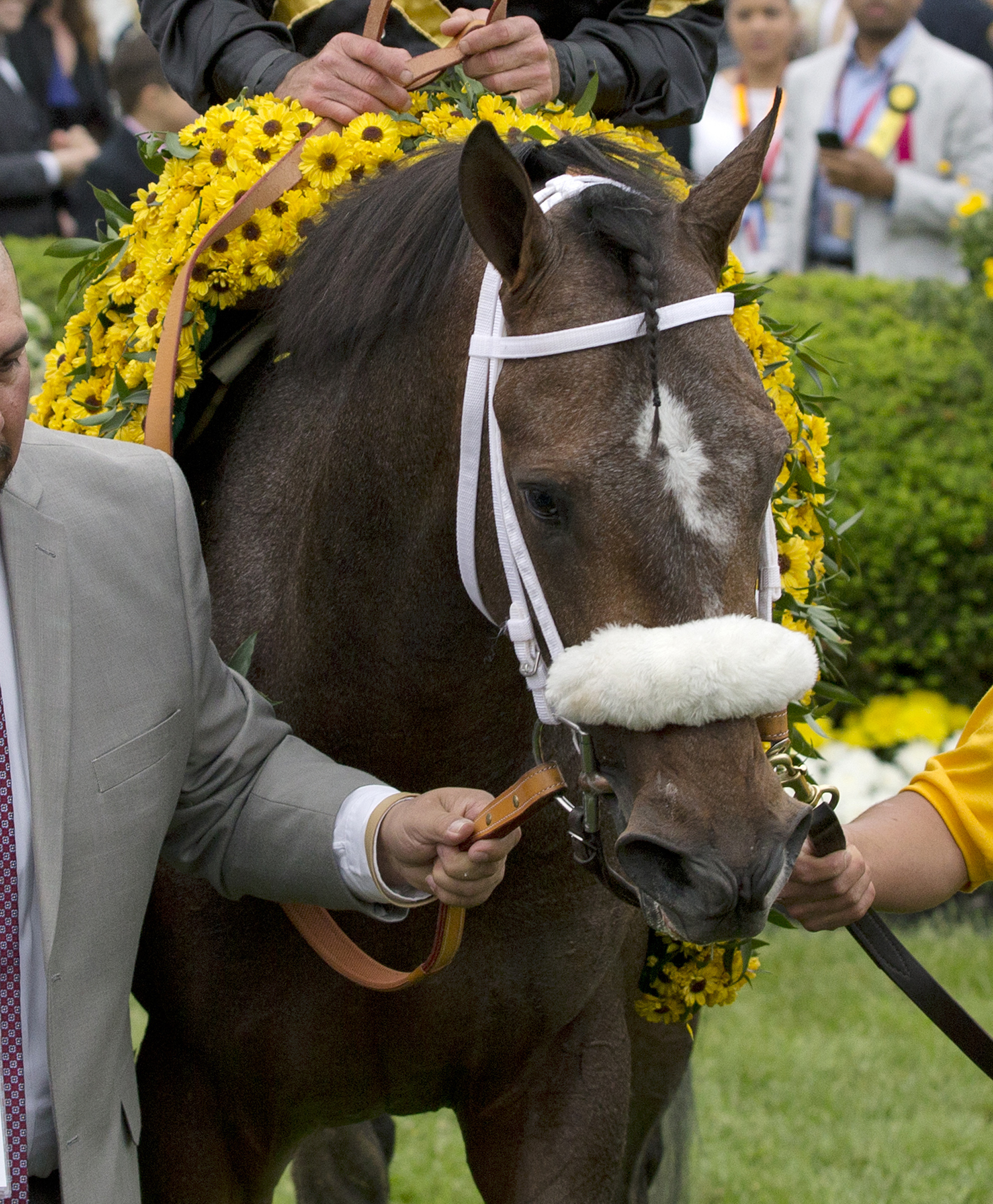 Oxbow after the Preakness