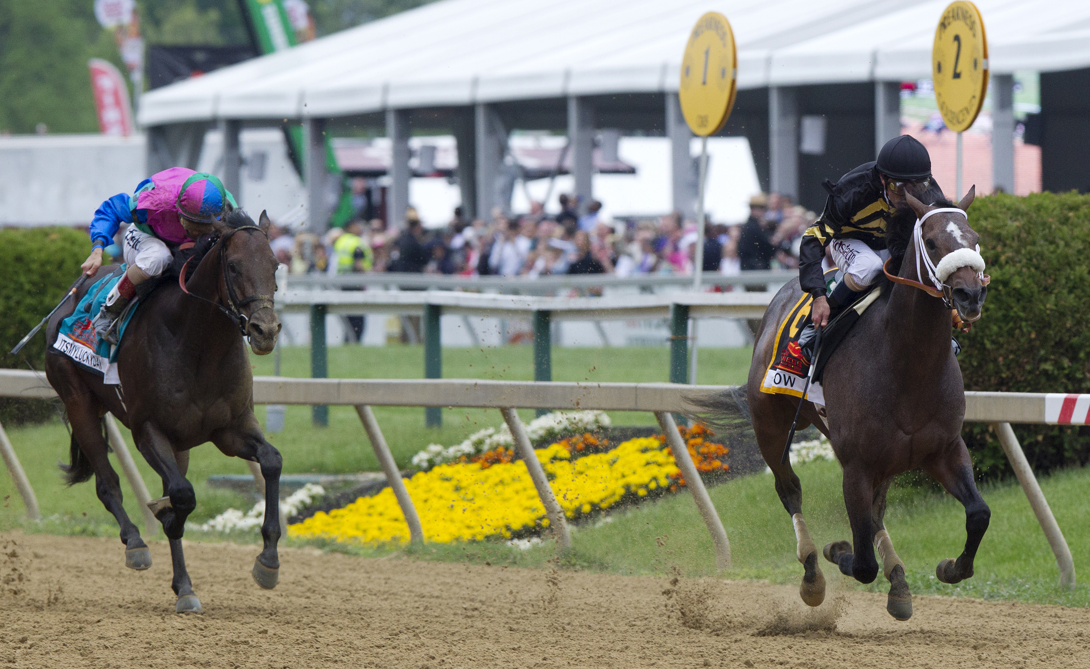 Oxbow and Itsmyluckyday, Preakness finish