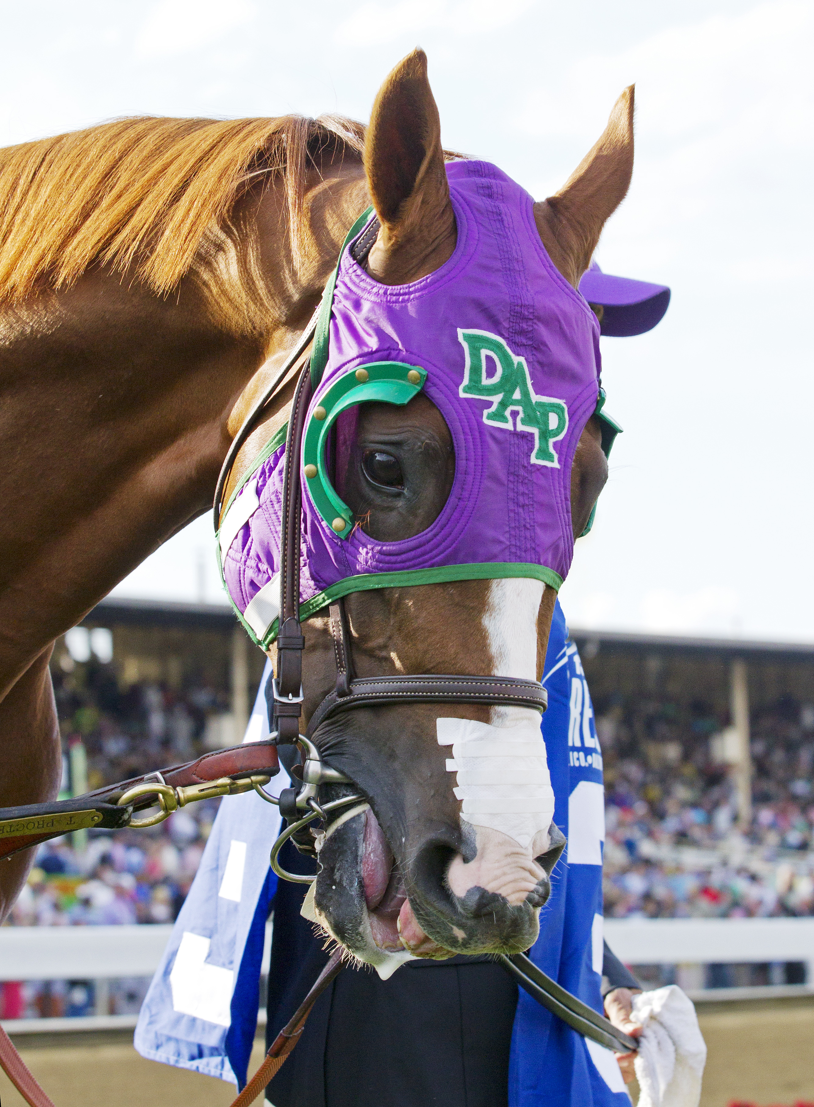 California Chrome