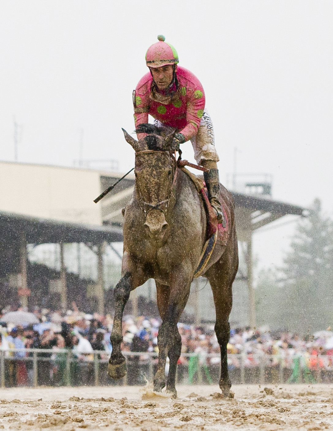 Firing Line finishes seventh in the Preakness