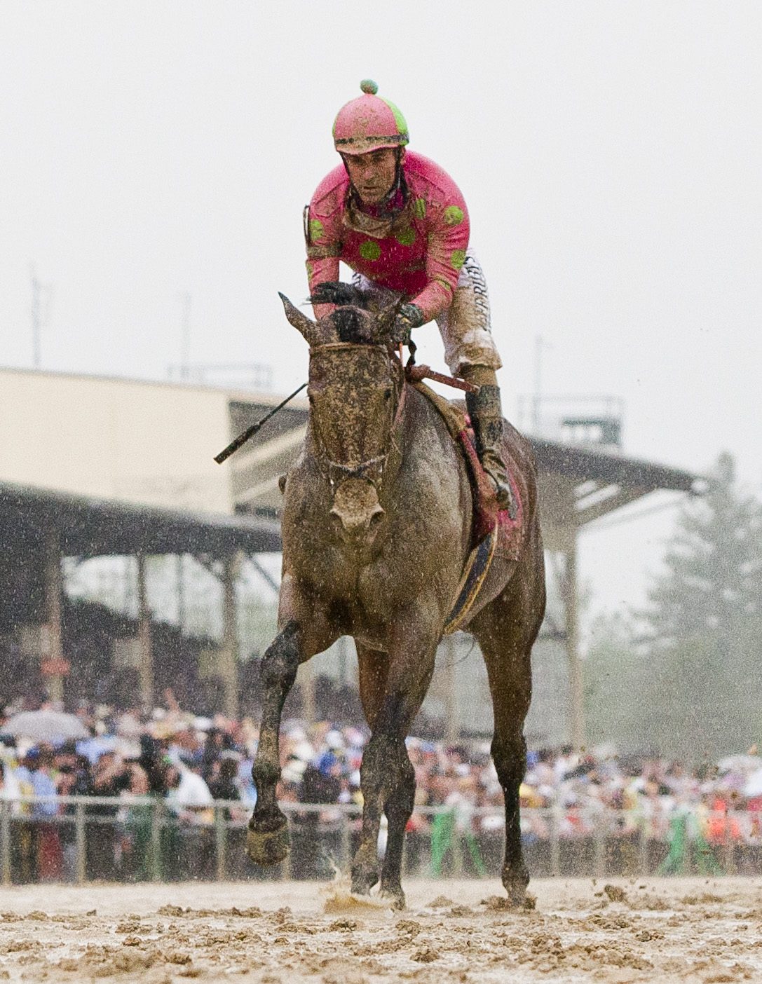 Firing Line finishes seventh in the 2015 Preakness