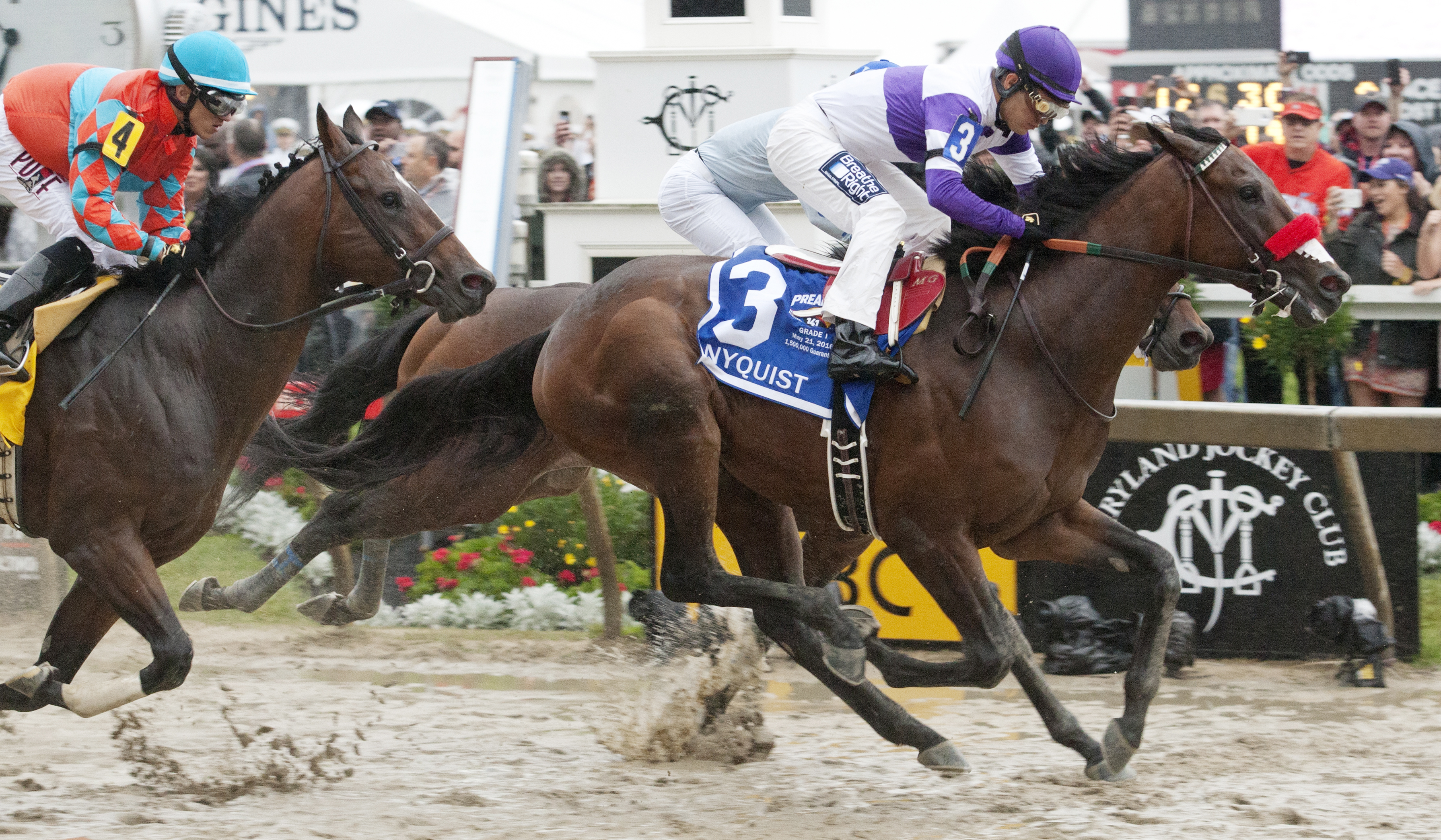 Nyquist in the Preakness Stakes