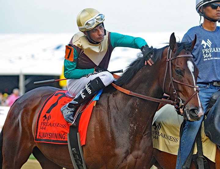 Alwaysmining at the 2019 Preakness