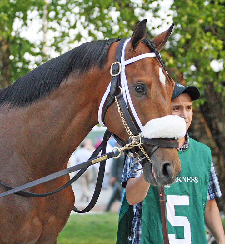 Owendale at the Preakness