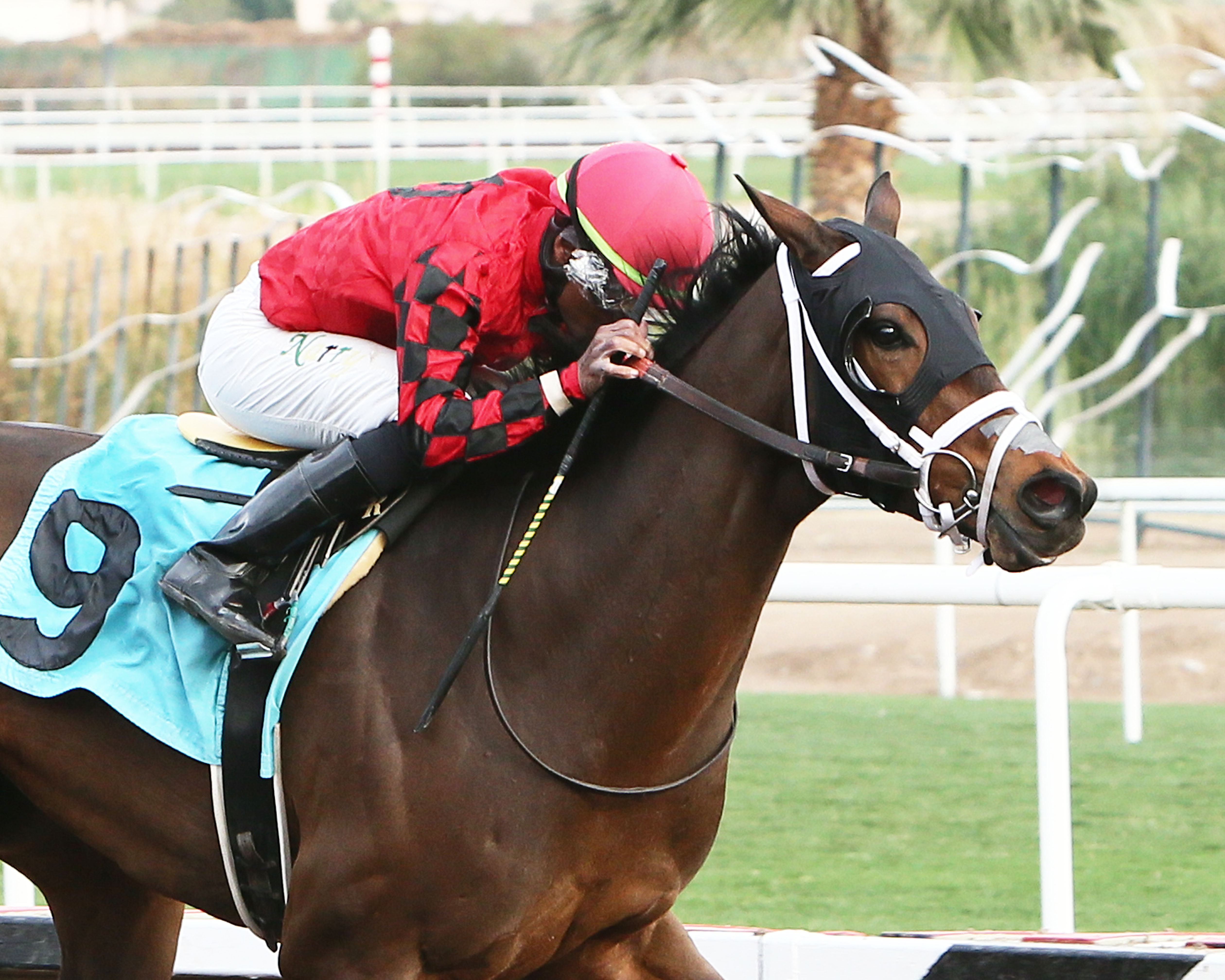 Primo Touch wins 2018 Turf Paradise Derby