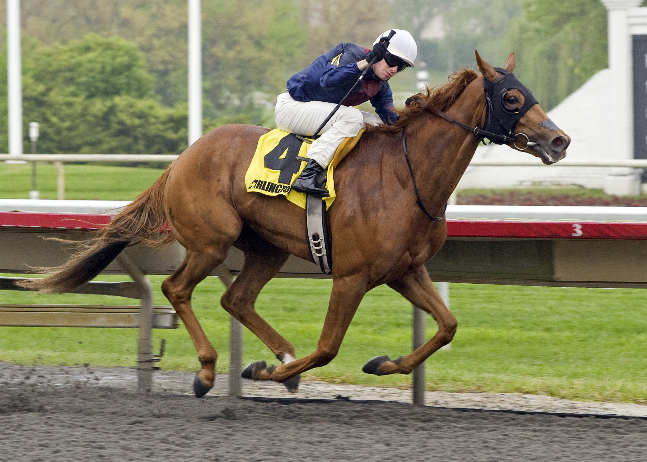 Pachattack/Arlington Matron
