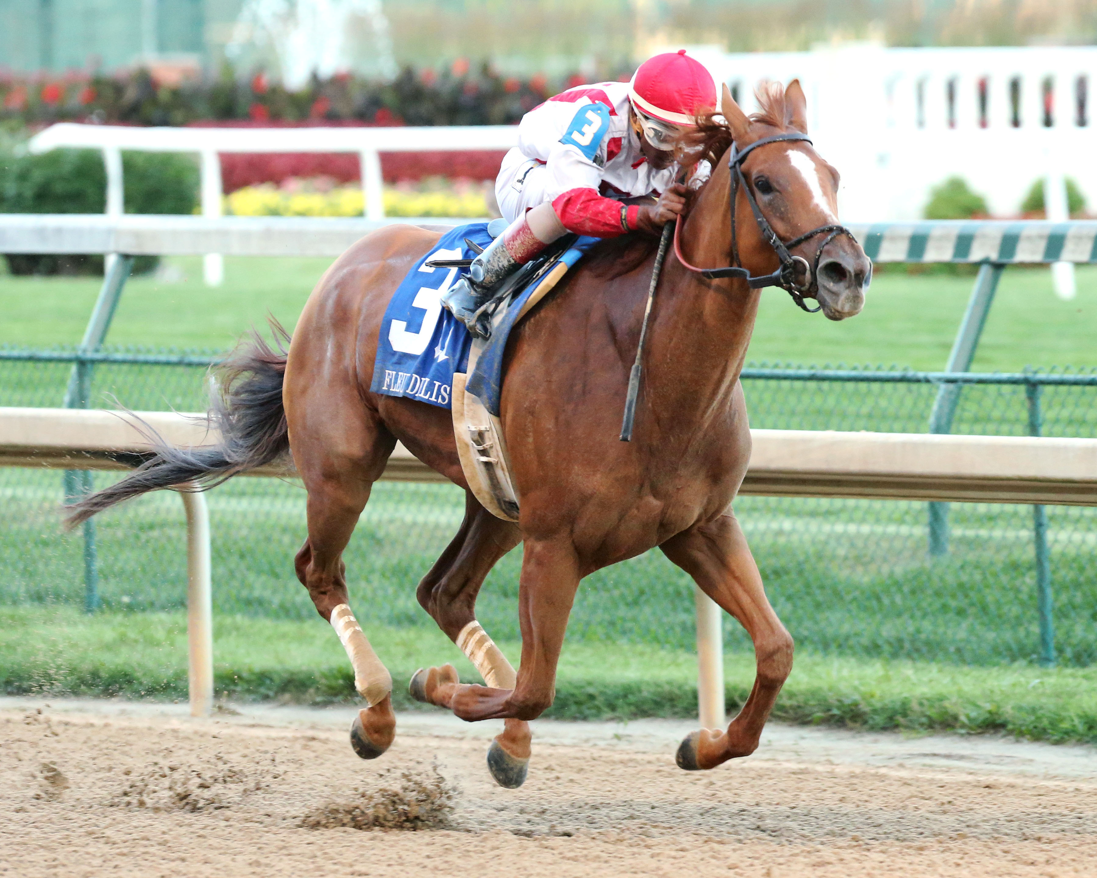 Paid Up Subscriber wins the Fleur de Lis