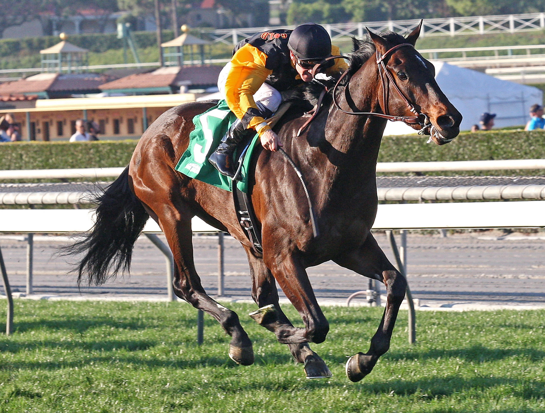 Pain and Misery finishes second in the Baffle Stakes