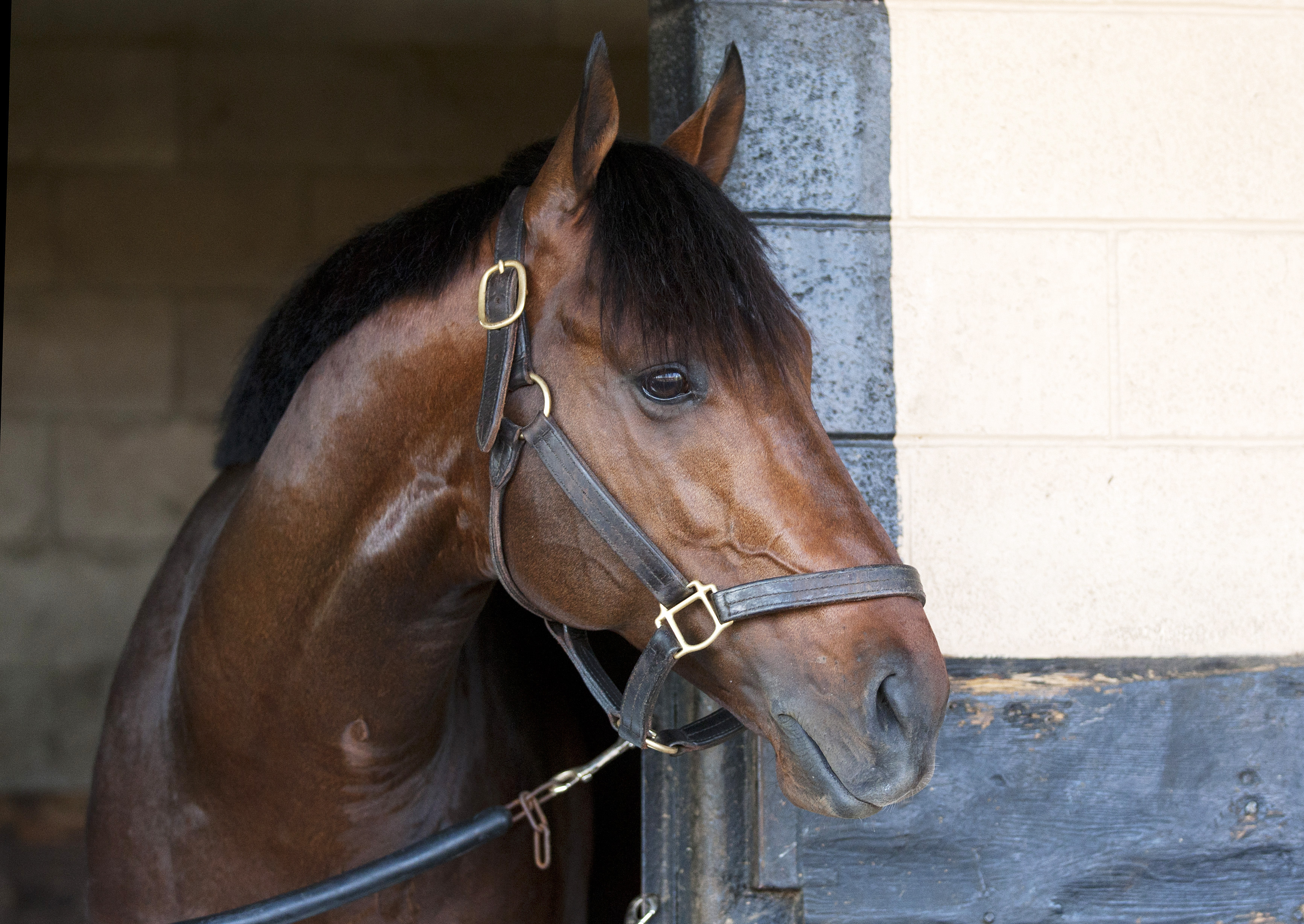 Palace Malice