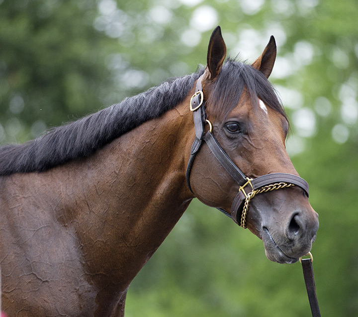 Palace Malice