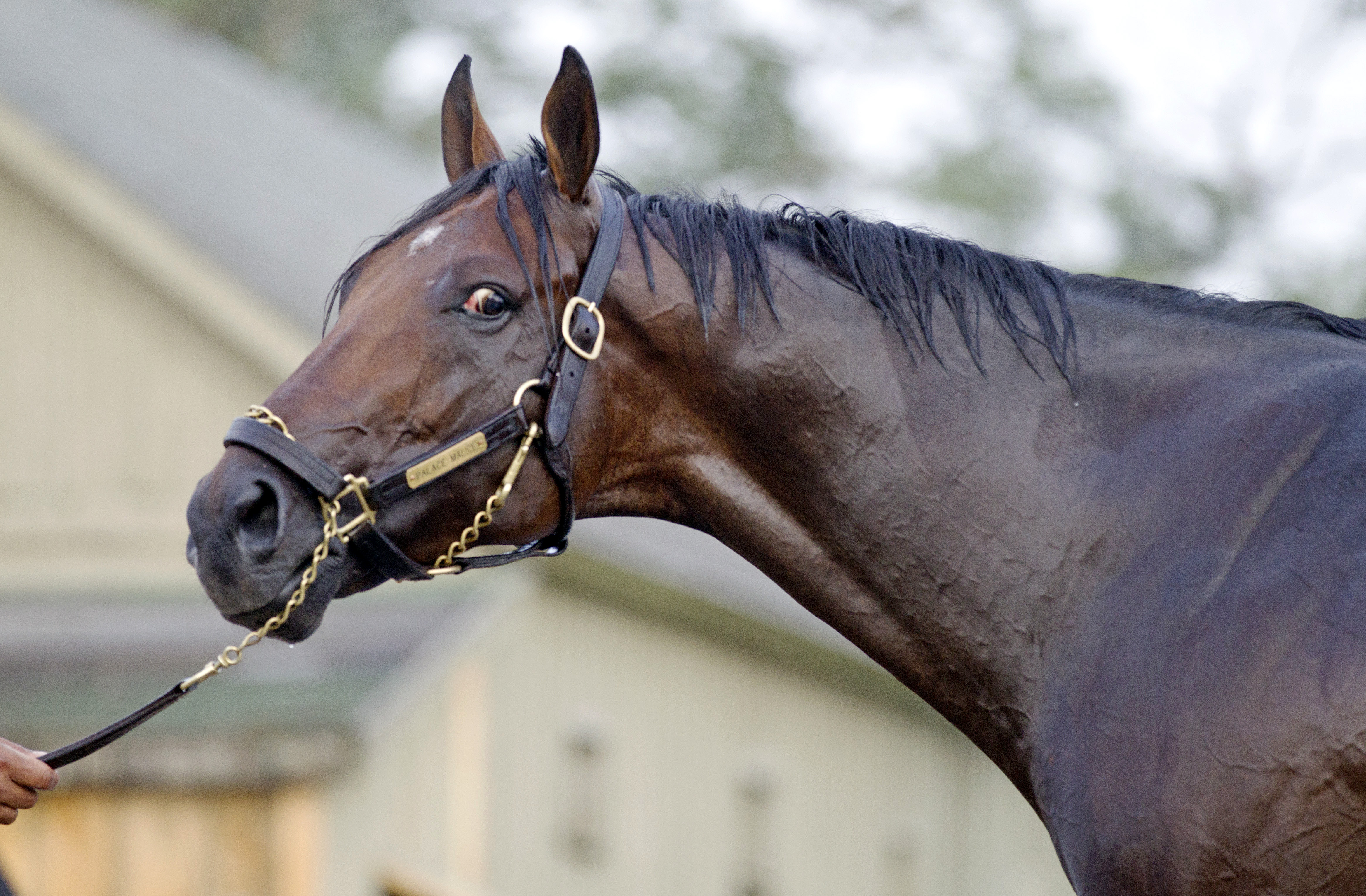 Palace Malice
