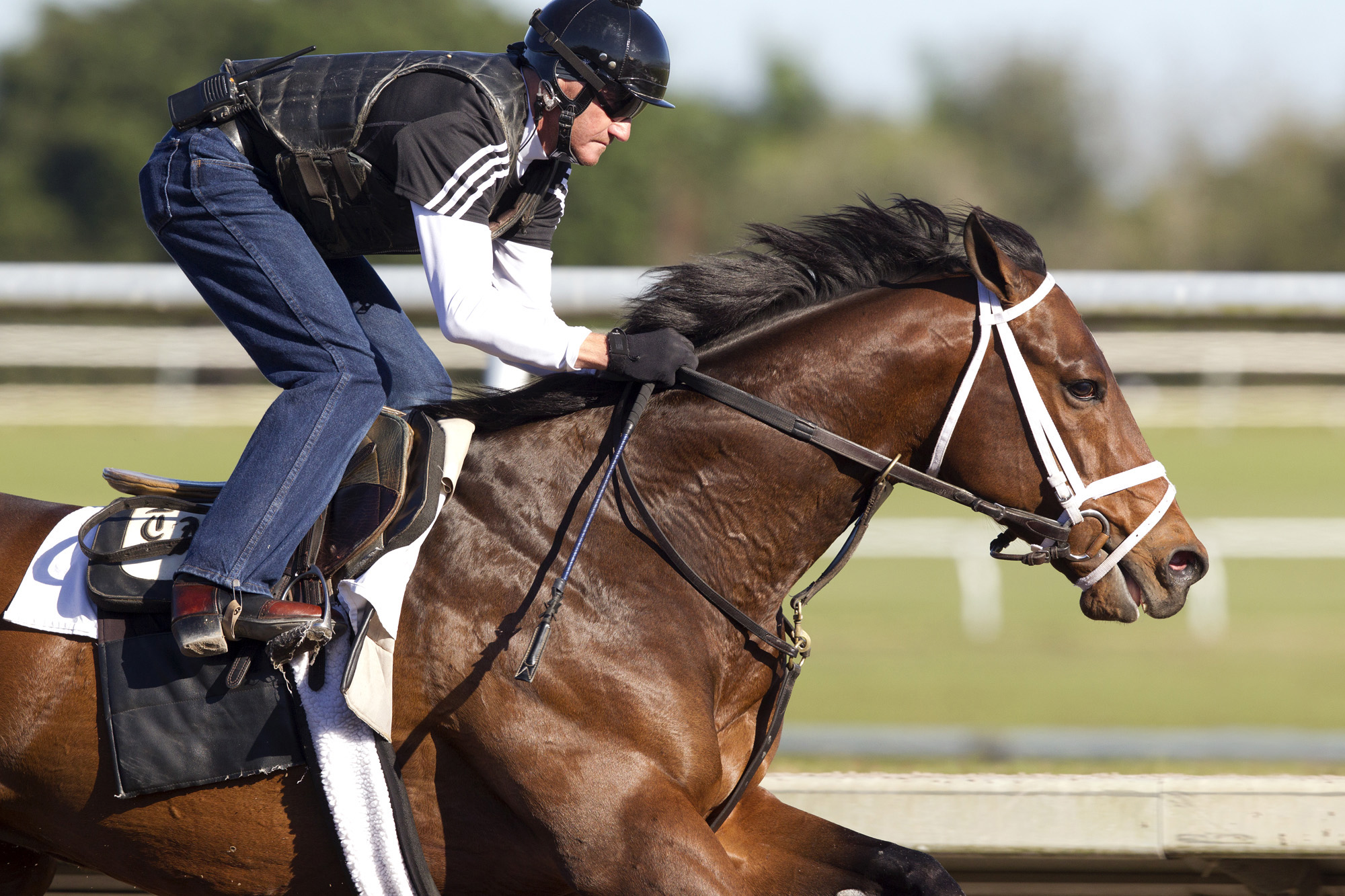 Palace Malice trains on Jan. 20 at Palm Meadows