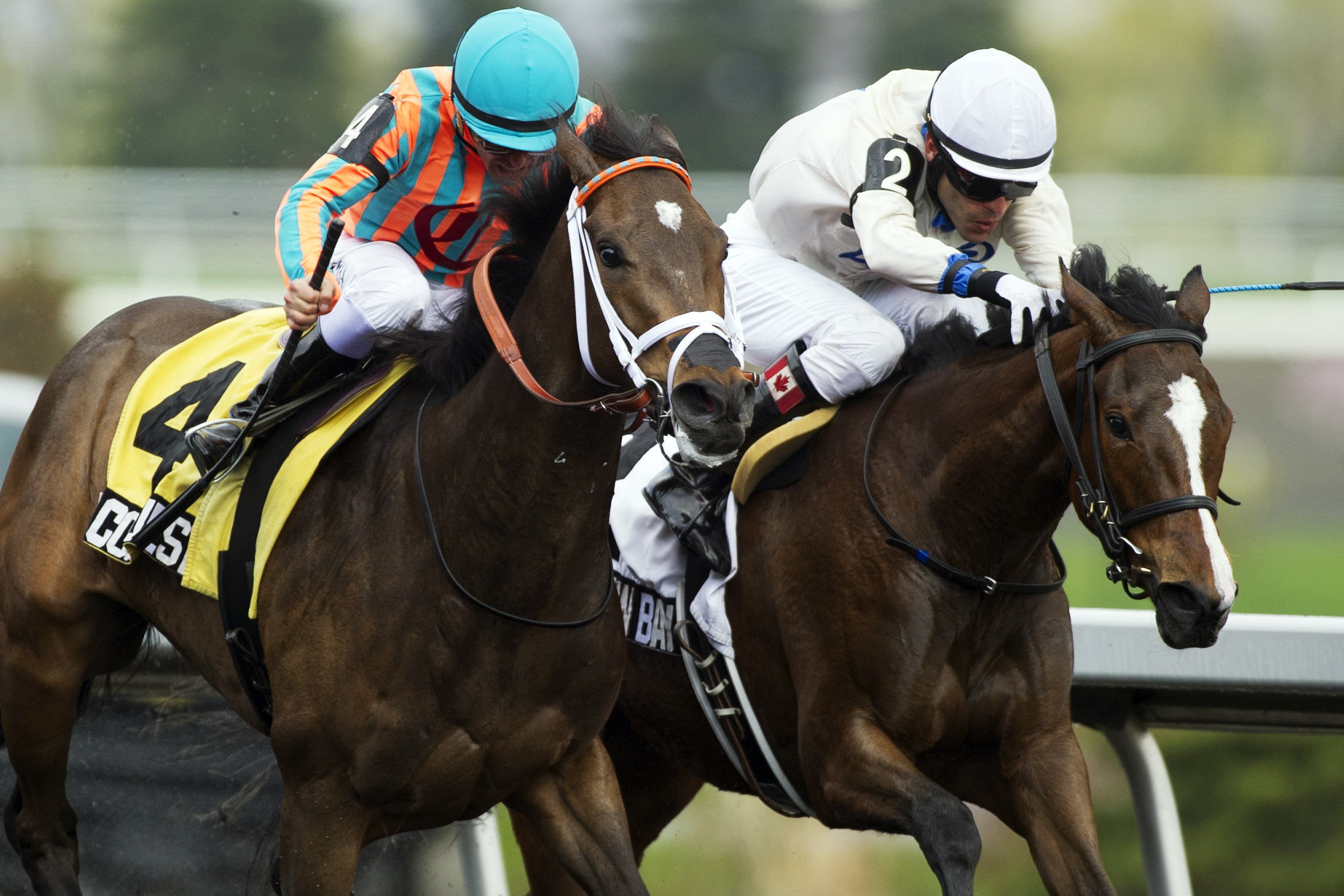 My Conquestadory loses to Paladin Bay in the Selene Stakes