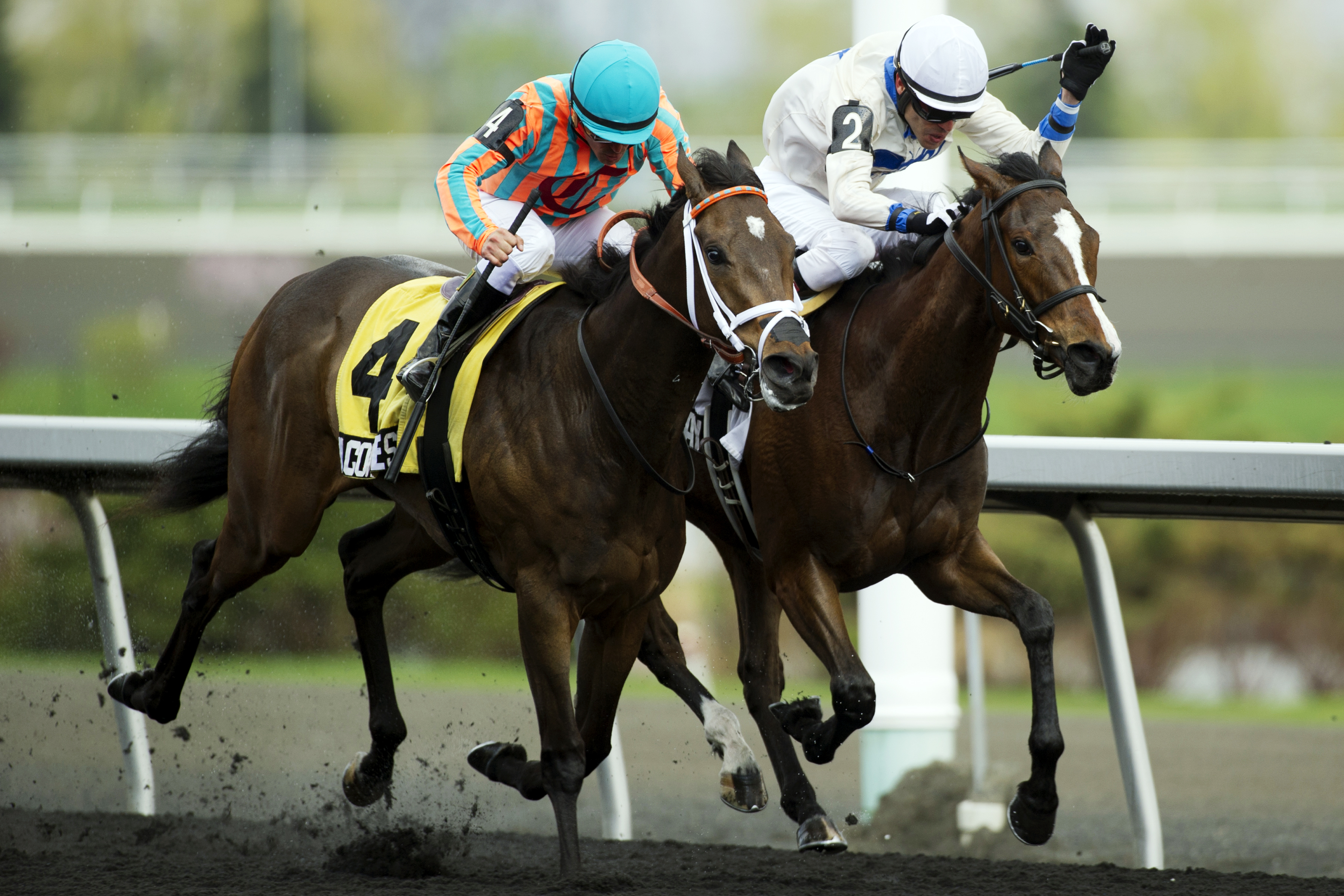 My Conquestadory loses to Paladin Bay in the Selene Stakes