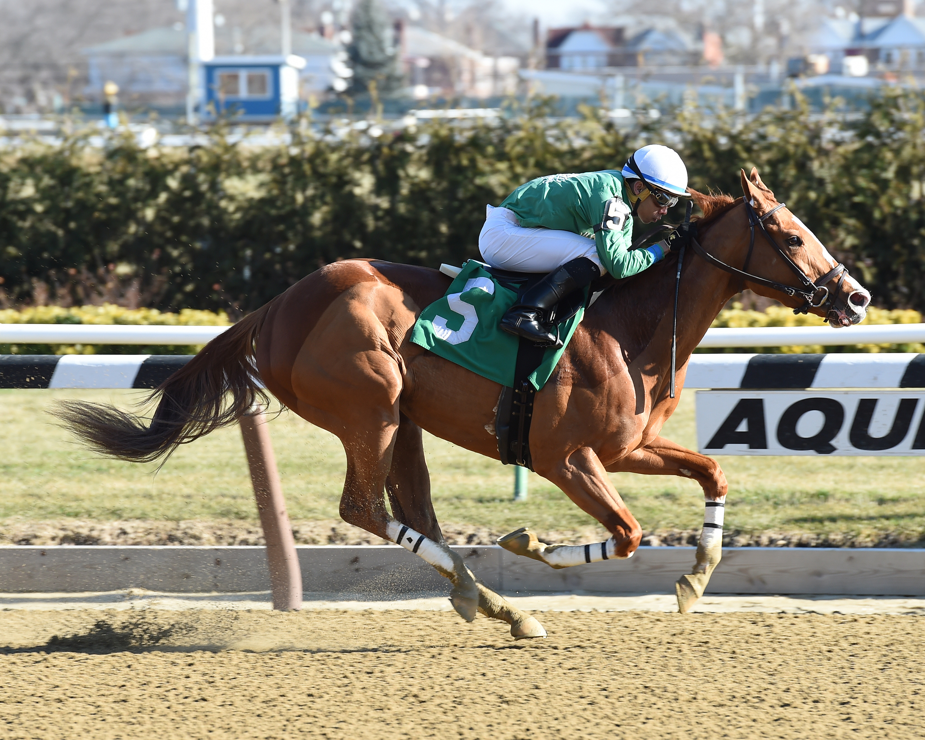 Palladian Bridge wins a January claiming race