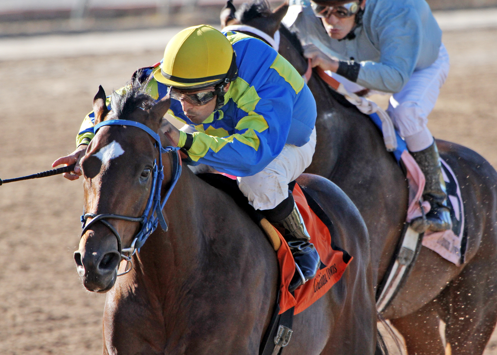 Palmy Bay wins the 2013 A.L. Erwin Stakes