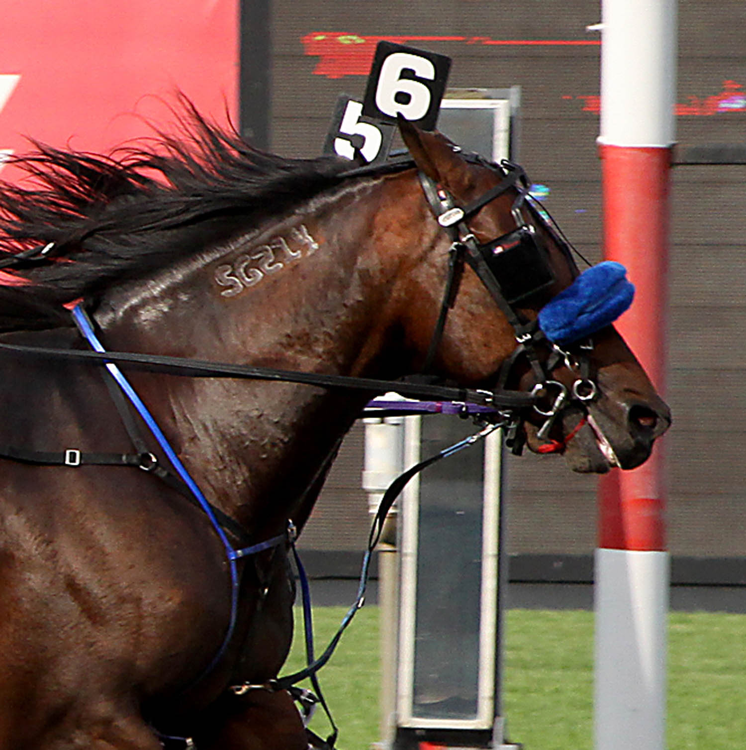 Panther Hanover