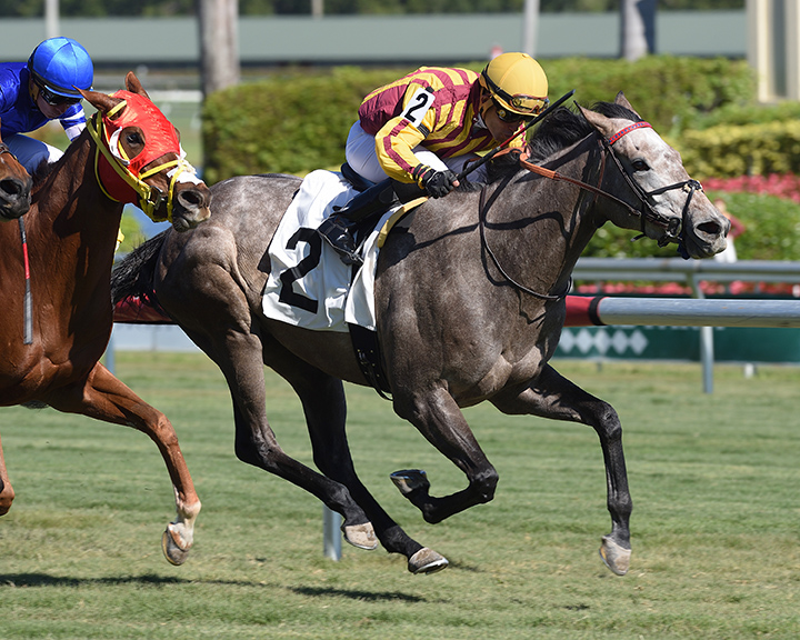 Panzacola wins a Dec. 13 allowance race