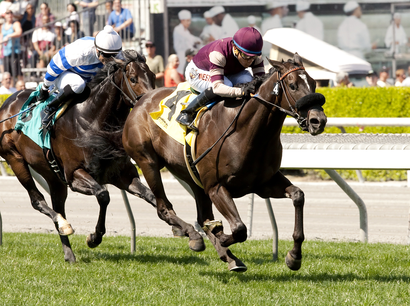 Papacoolpapacool wins the Pasadeana Stakes