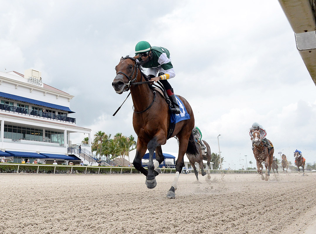 Pappacap wins a May 14 maiden at Gulfstream Park
